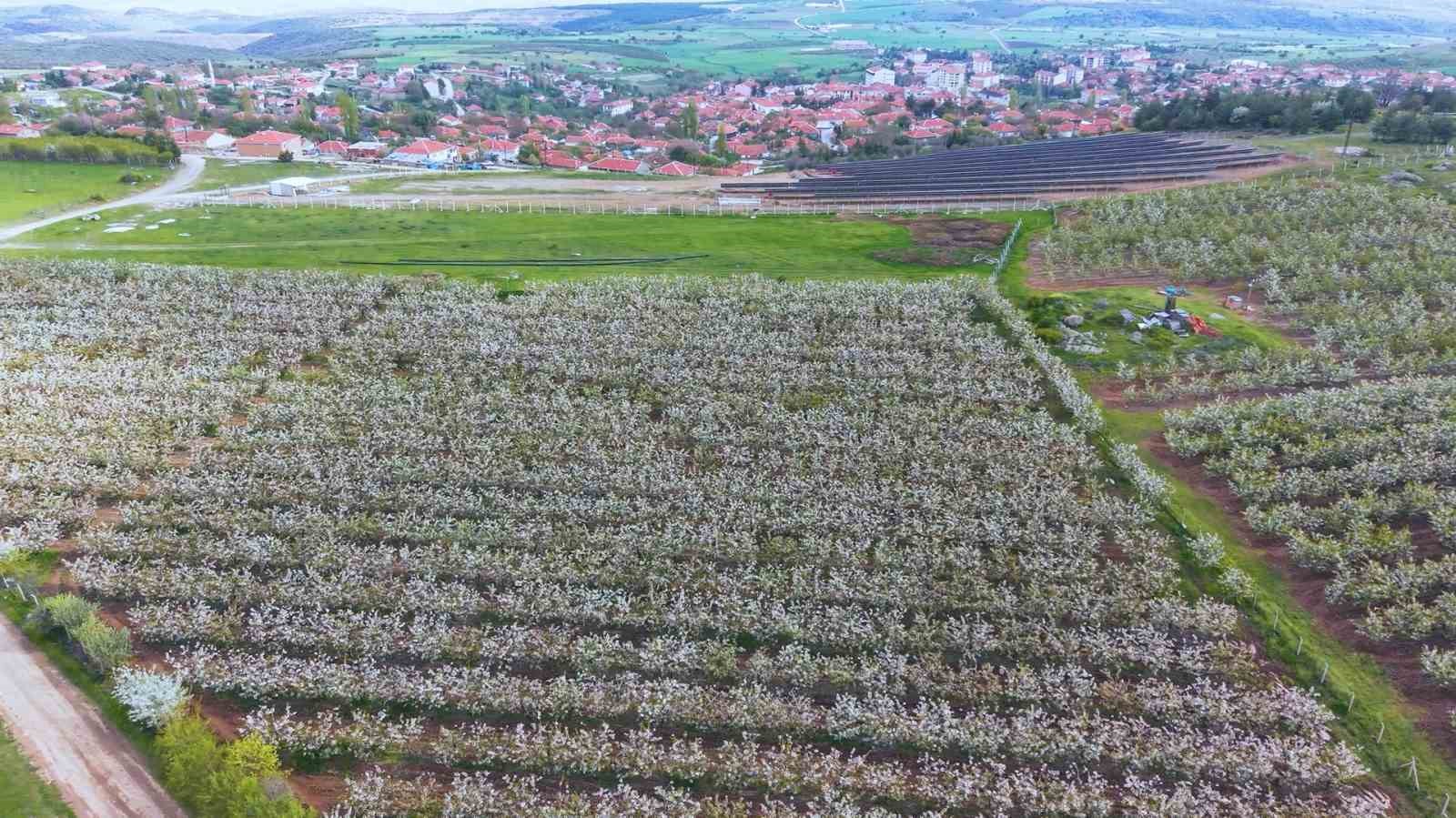 cicek acan kiraz agaclarinin manzarasi hayran birakti 2 wzZW2D5g