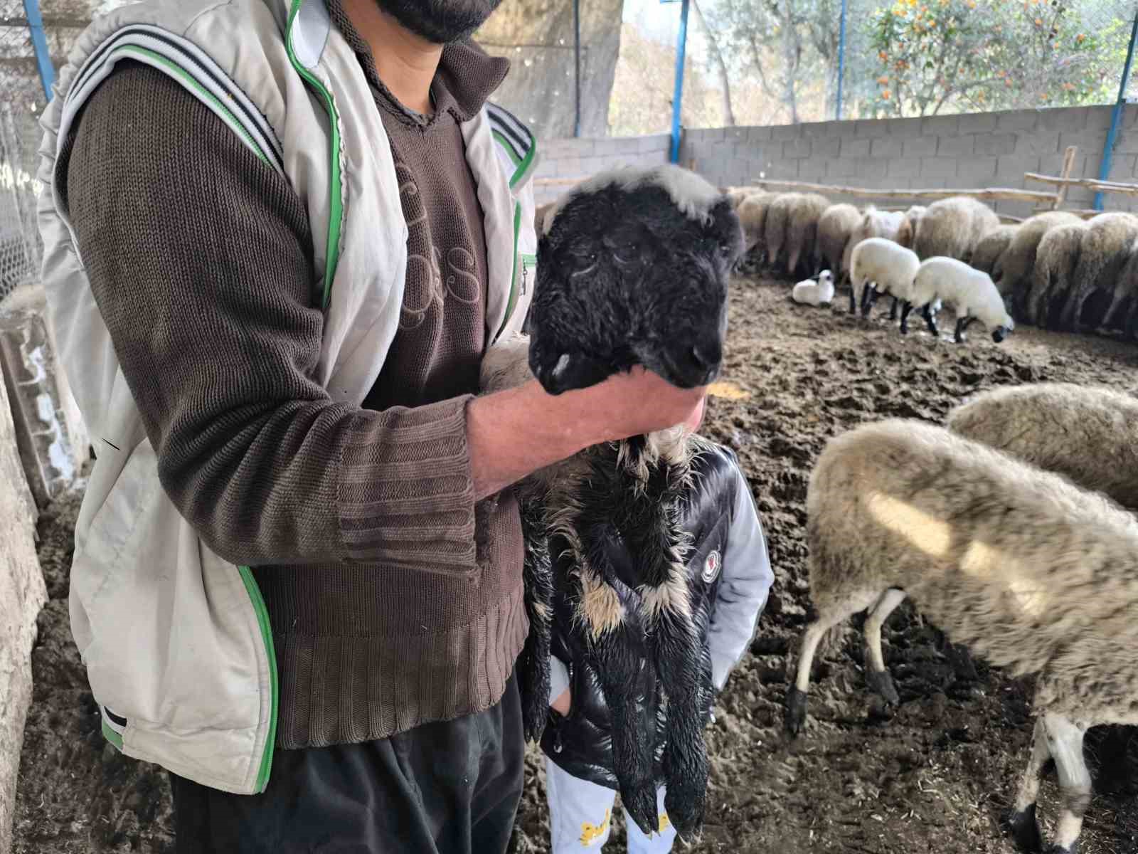 cift basi ve 4 gozu ile dogan kuzu yasama tutundu 1 22wN7cdd
