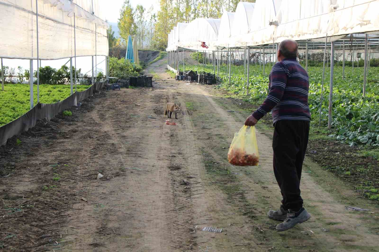 ciftci ile tilkinin sira disi dostlugu serasini koruyan tilkiyi et ve donerle besliyor 3 V6fUjISM