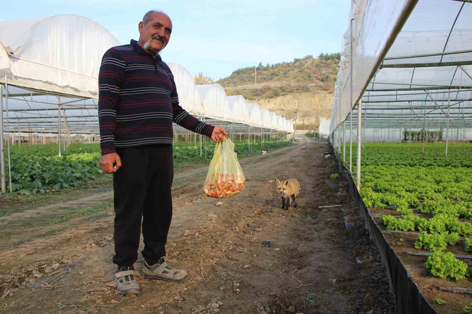 ciftci ile tilkinin sira disi dostlugu serasini koruyan tilkiyi et ve donerle besliyor 4 FPCi6WpD
