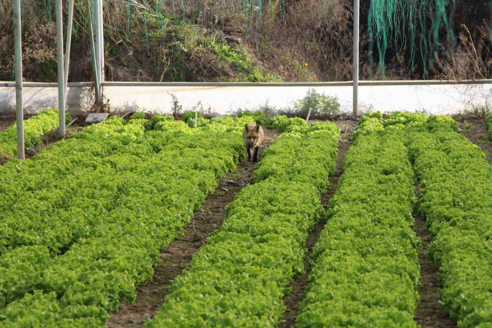 ciftci ile tilkinin sira disi dostlugu serasini koruyan tilkiyi et ve donerle besliyor 6 uThvcdl6