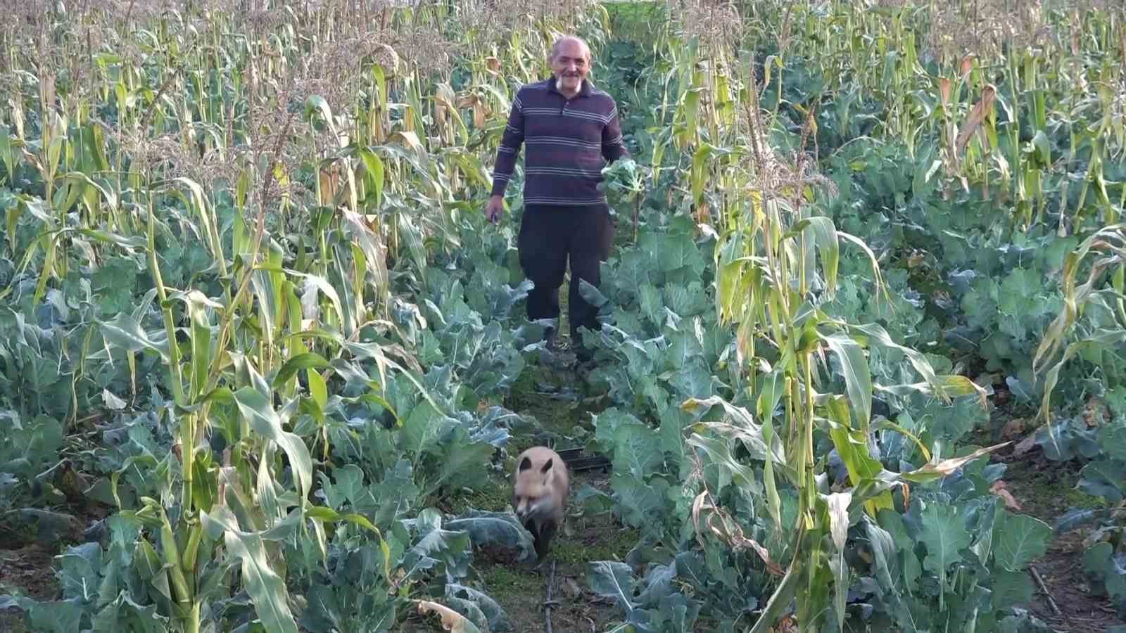 ciftci ile tilkinin sira disi dostlugu serasini koruyan tilkiyi et ve donerle besliyor 8 pRyTUb55