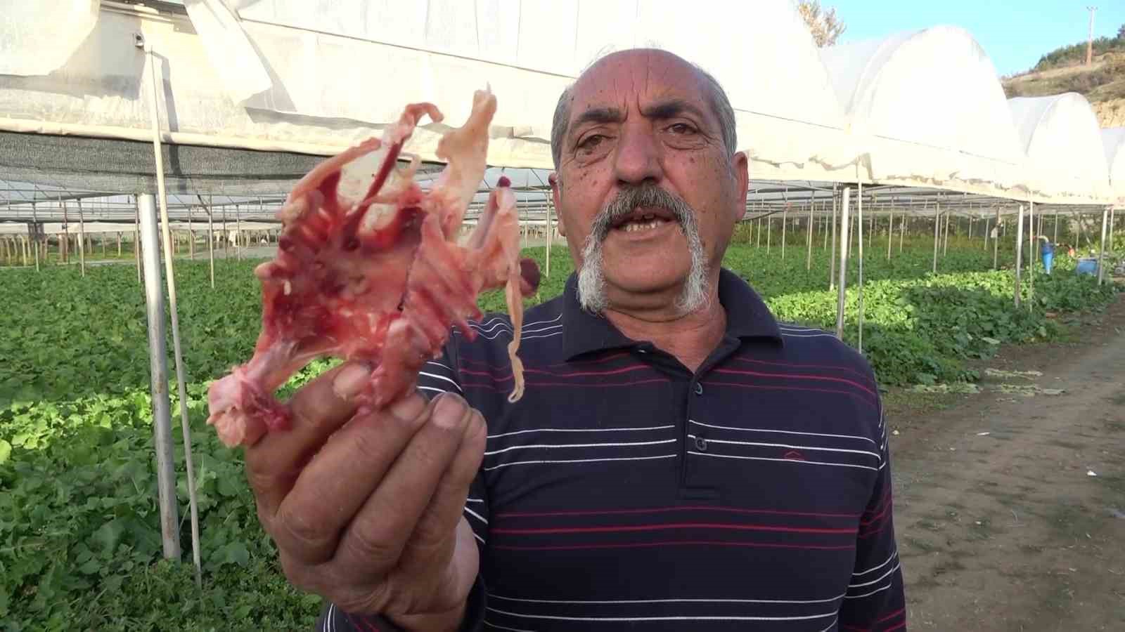 ciftci ile tilkinin sira disi dostlugu serasini koruyan tilkiyi et ve donerle besliyor 9 E6lqUTe6