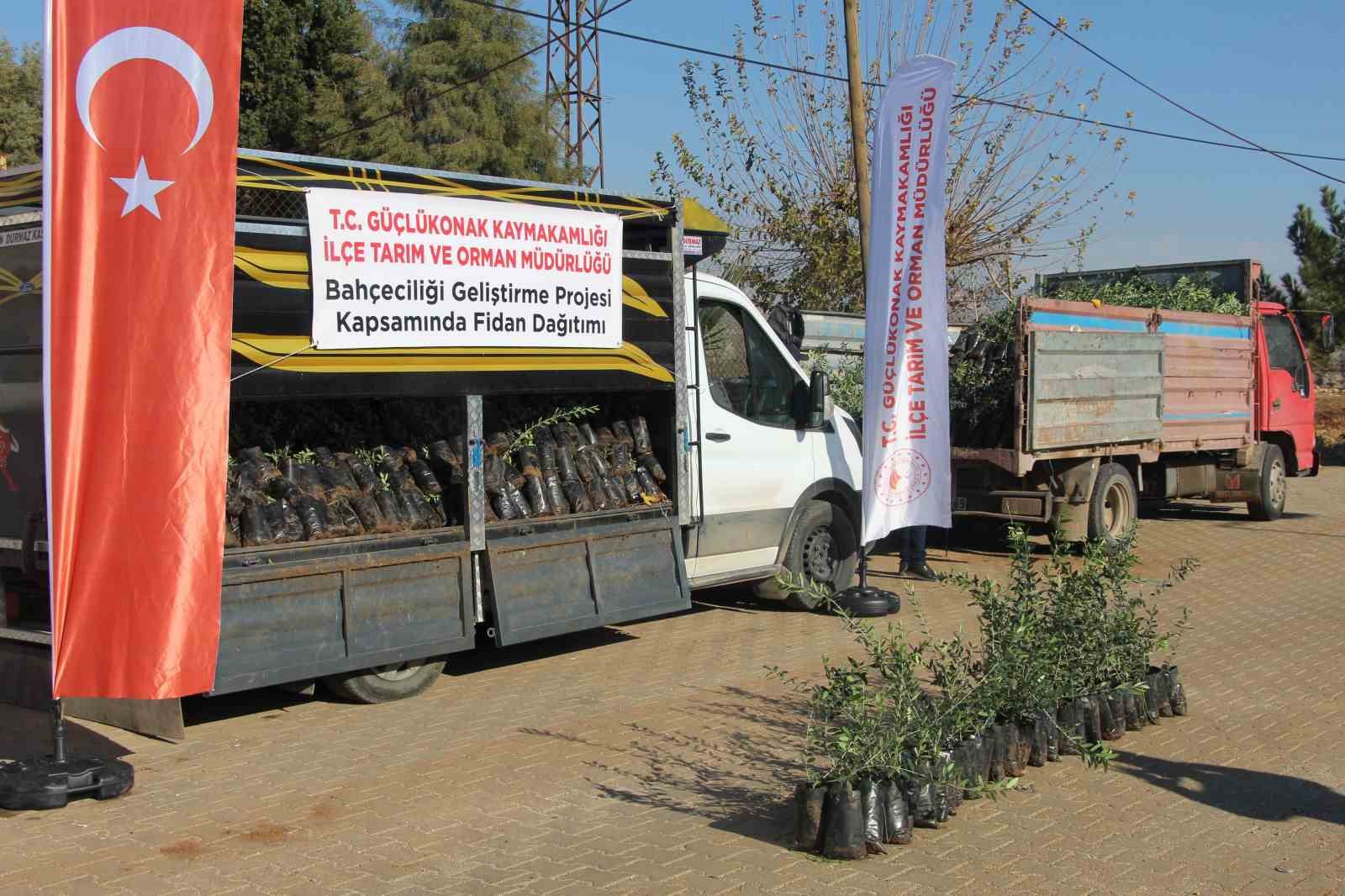 ciftcilere 4 bin zeytin fidani dagitildi 1