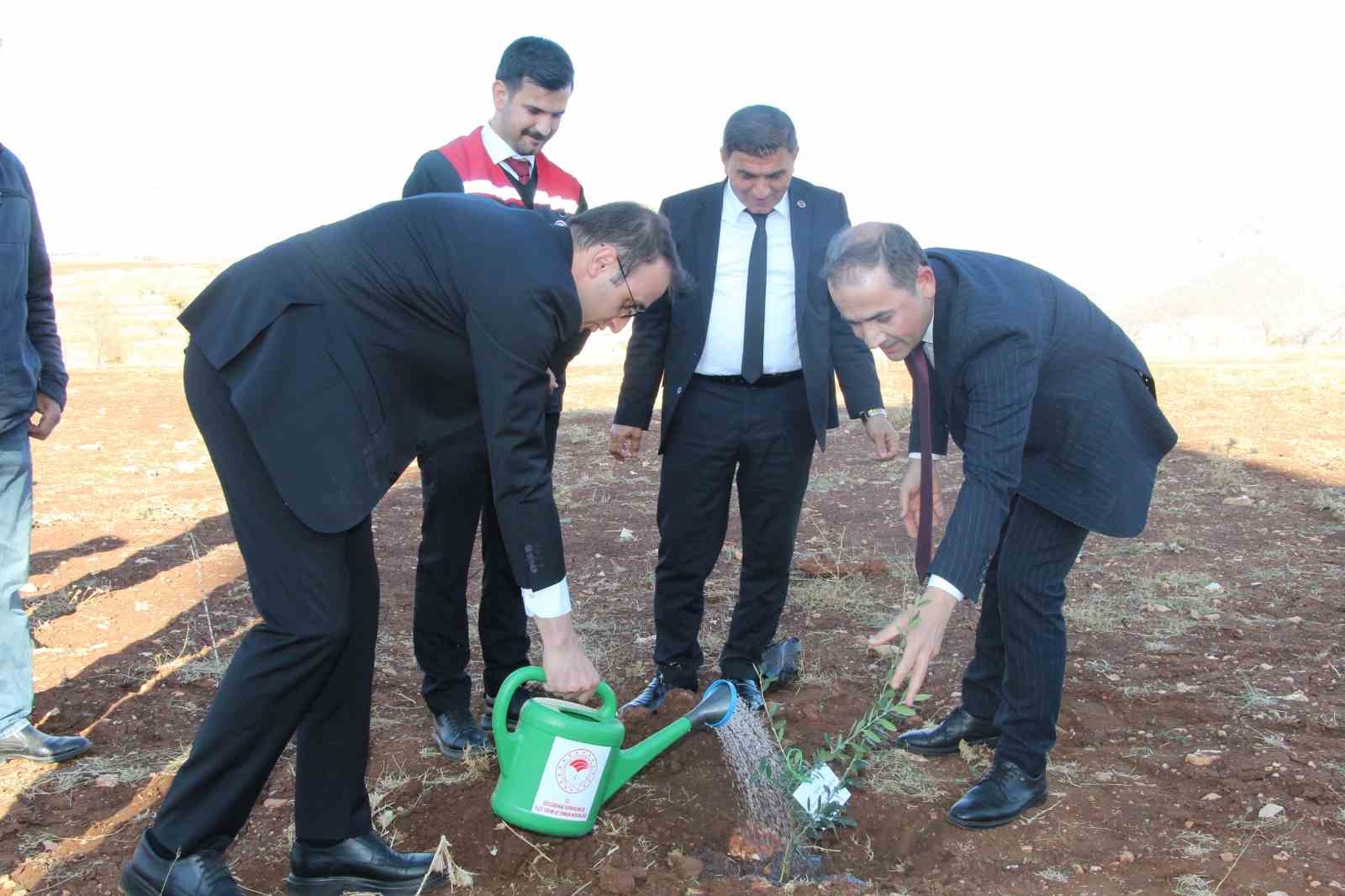 ciftcilere 4 bin zeytin fidani dagitildi 10 ktwK2tBg