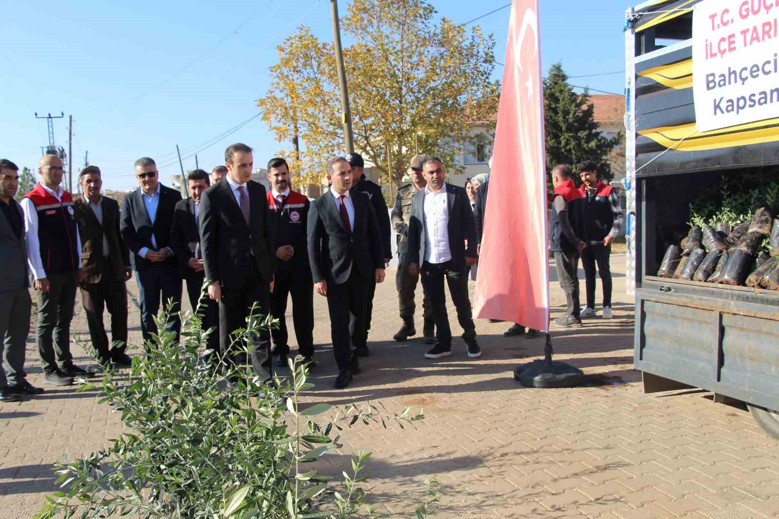 ciftcilere 4 bin zeytin fidani dagitildi 2