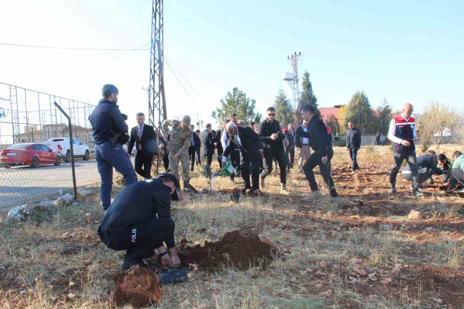 ciftcilere 4 bin zeytin fidani dagitildi 9