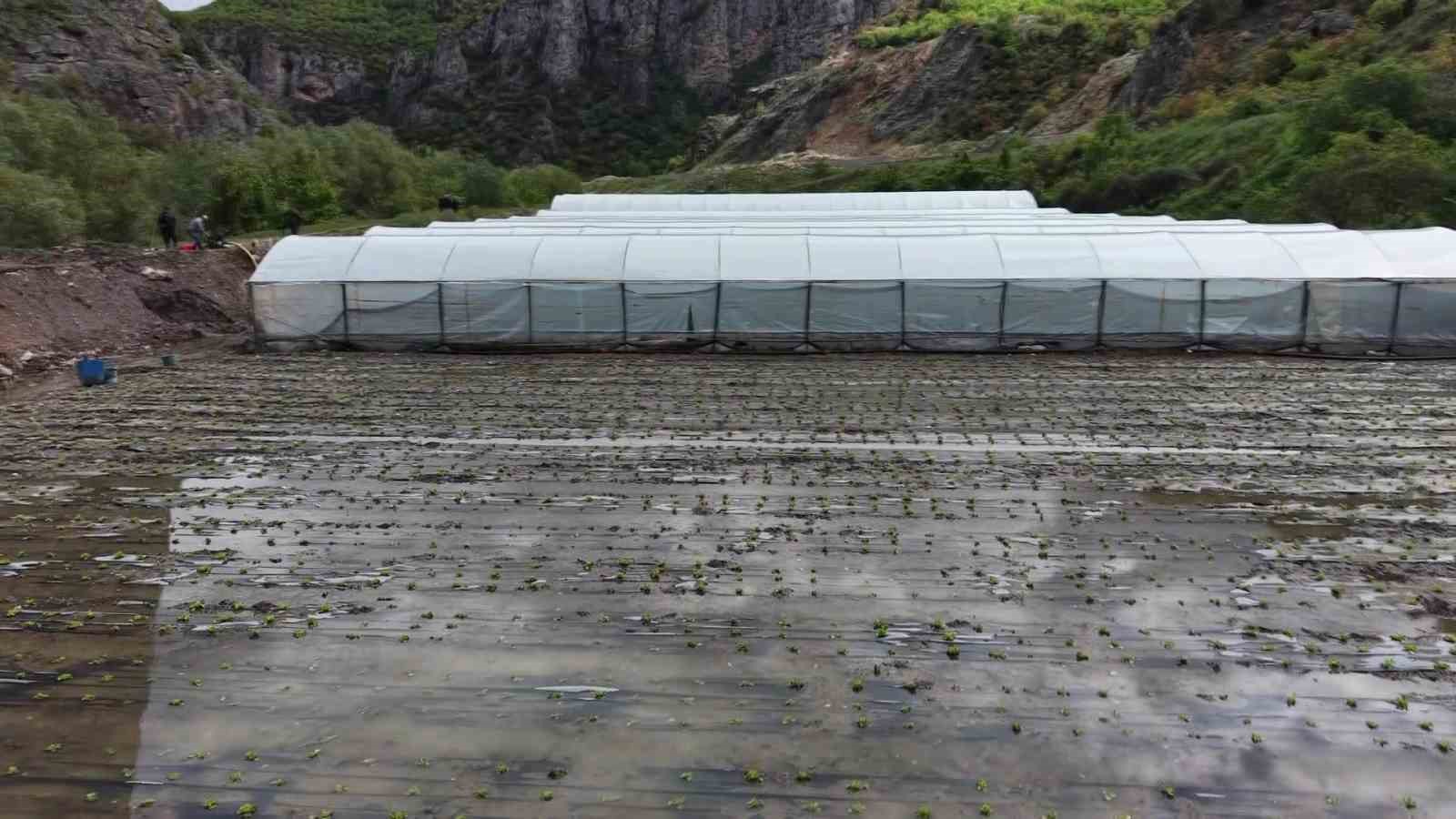 ciftcinin taskin nobeti arazisindeki bitkiler yesilirmaktan sizan suyun altinda kaldi 4