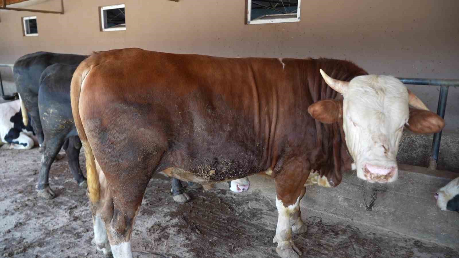 ciftligin gozdesi 1 ton 300 kiloluk tosun oldu 0 QmeSRk41