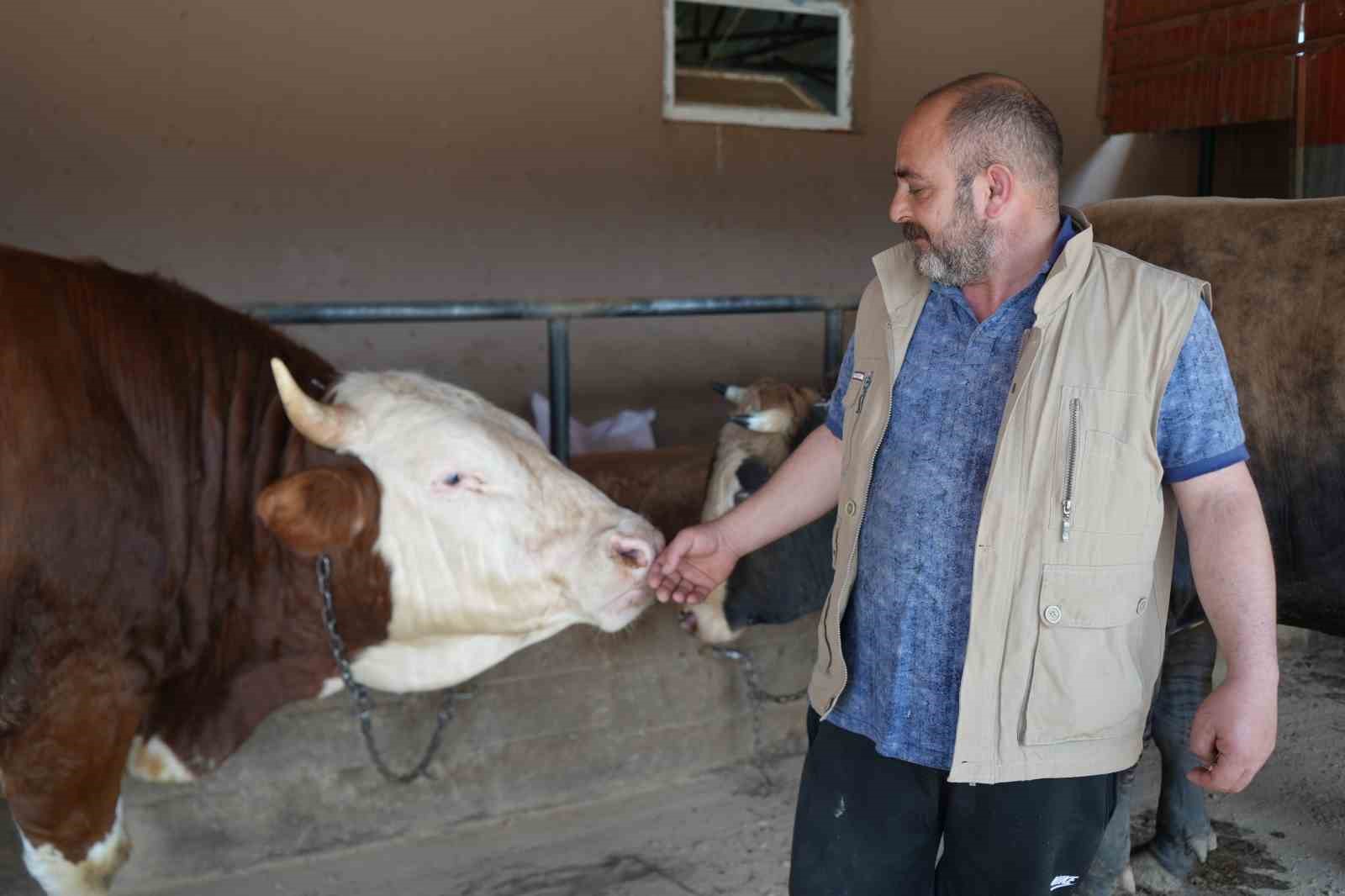ciftligin gozdesi 1 ton 300 kiloluk tosun oldu 1 BTzOYgOl