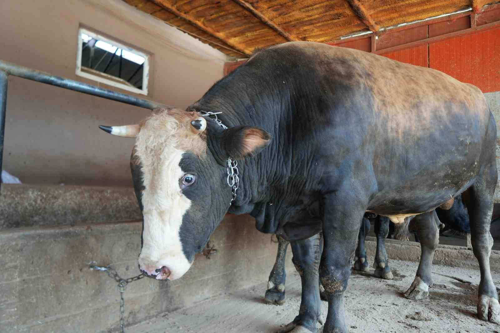 ciftligin gozdesi 1 ton 300 kiloluk tosun oldu 2