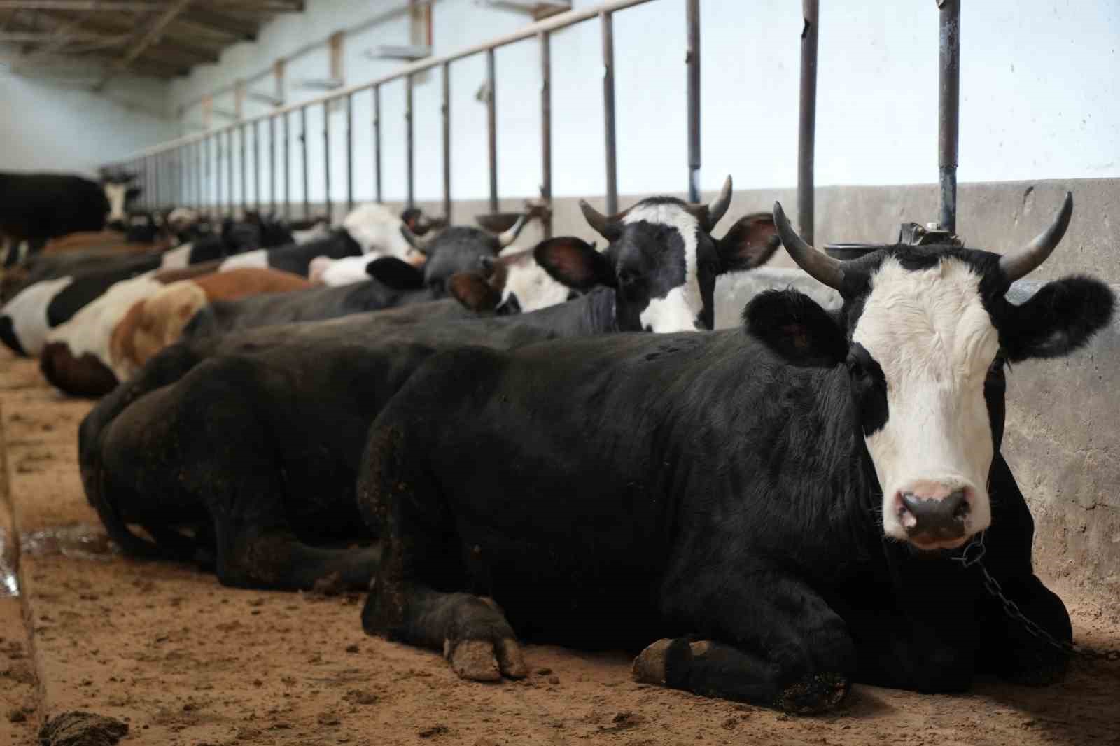 ciftligin gozdesi 1 ton 300 kiloluk tosun oldu 4 dfAgJAeS