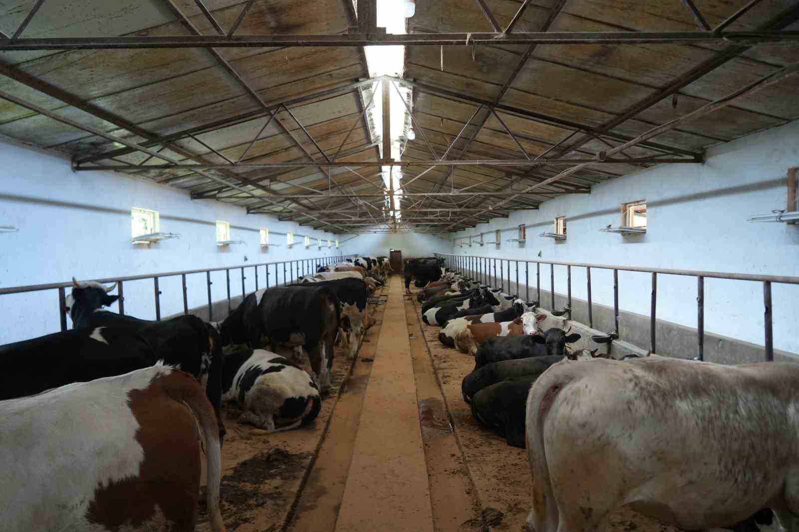 ciftligin gozdesi 1 ton 300 kiloluk tosun oldu 5 AVTSQ7eI
