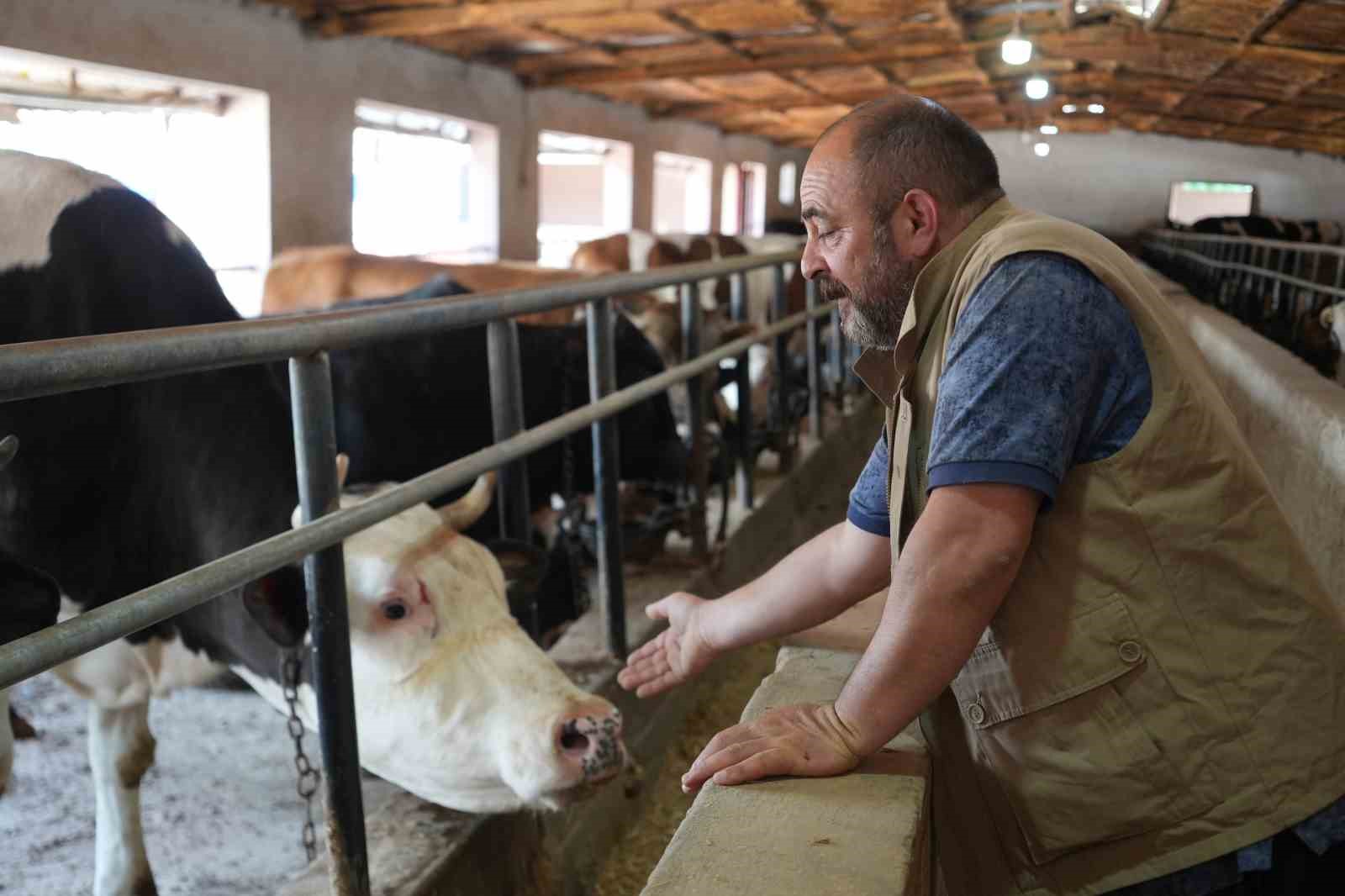 ciftligin gozdesi 1 ton 300 kiloluk tosun oldu 6 fVbjPs1l