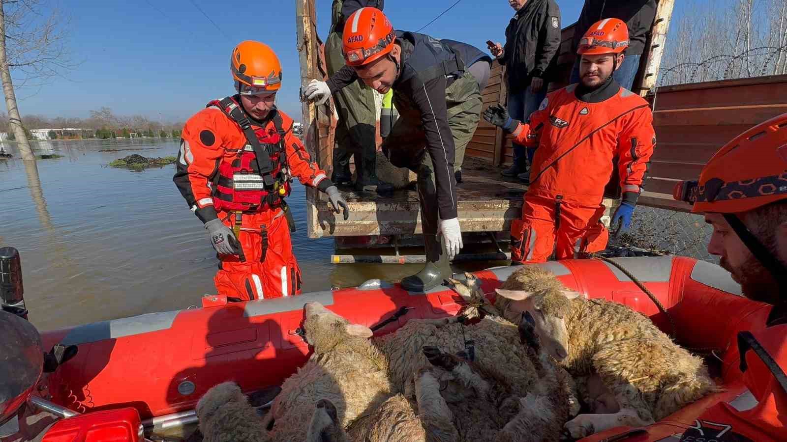 ciftliklerde mahsur kalan hayvanlar botla kurtariliyor 0 VZXJCvu2