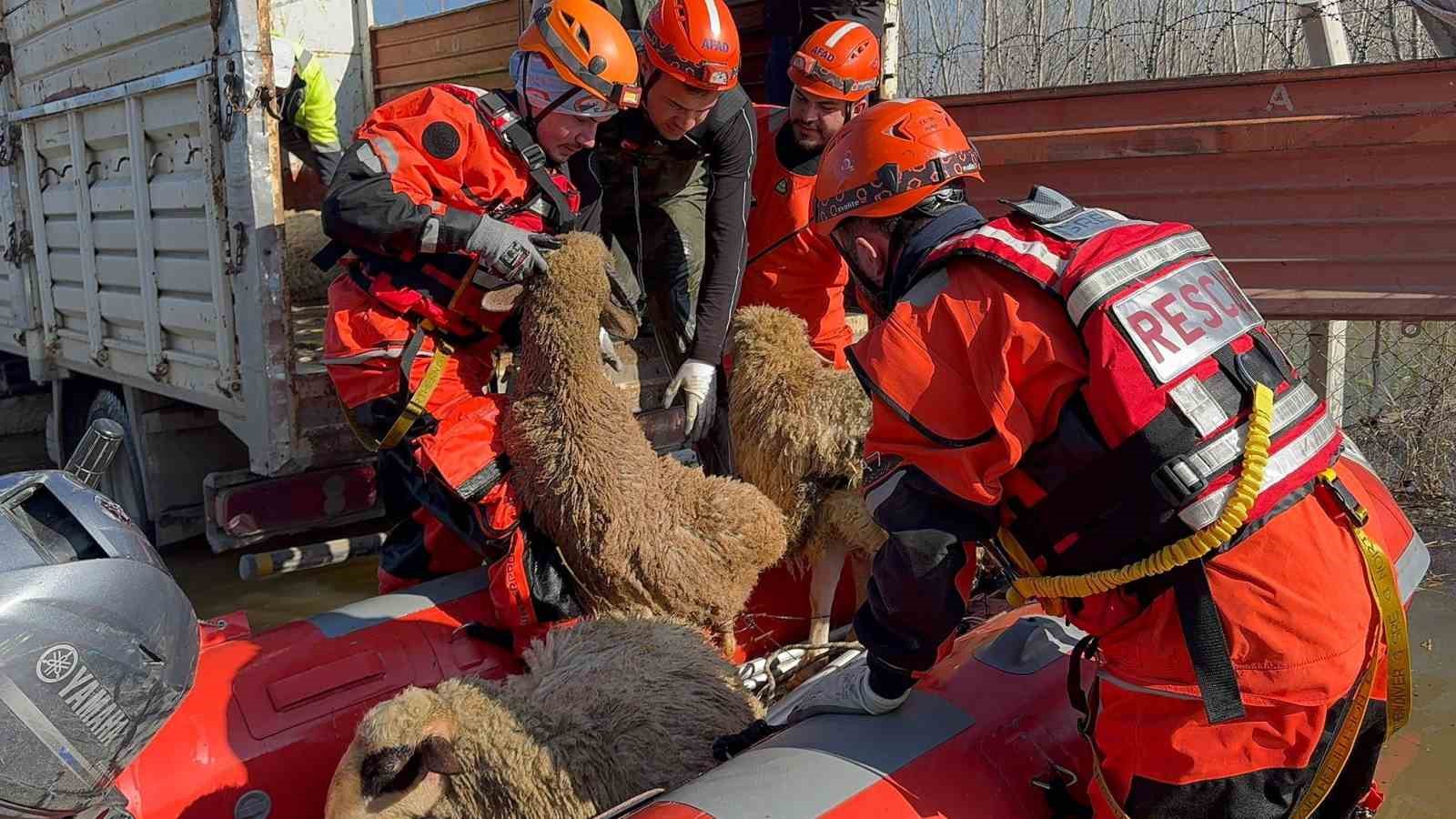 ciftliklerde mahsur kalan hayvanlar botla kurtariliyor 1 7rniNRcn