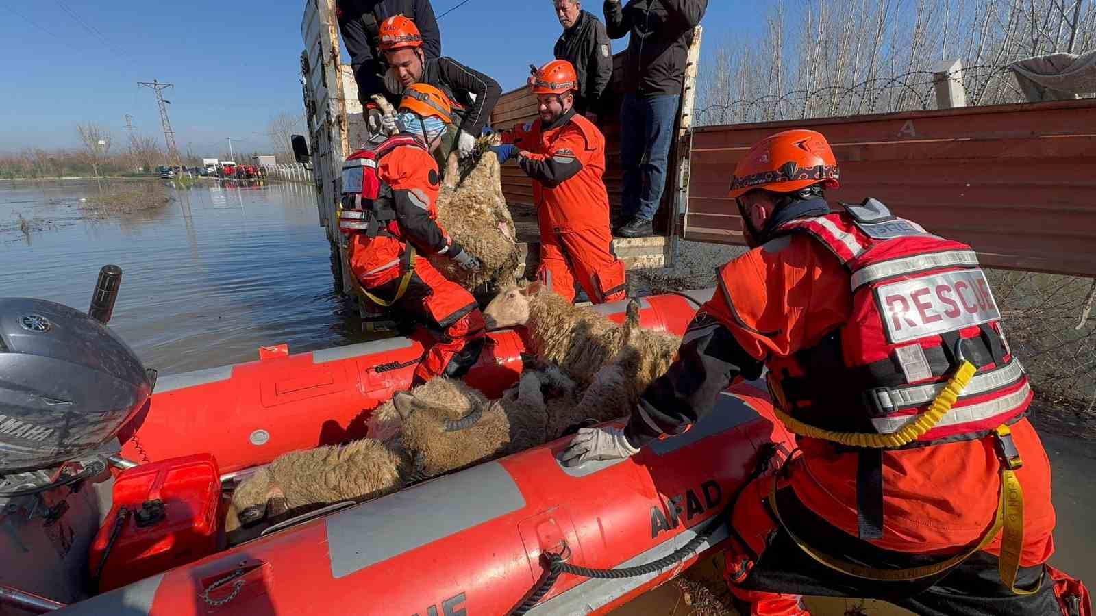 ciftliklerde mahsur kalan hayvanlar botla kurtariliyor 2 p5eECUkO