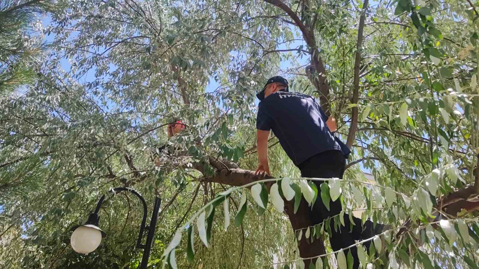 ciktigi agacta mahsur kalan otizmli cocuk itfaiye ekiplerince kurtarildi 0 JXhIGJVF