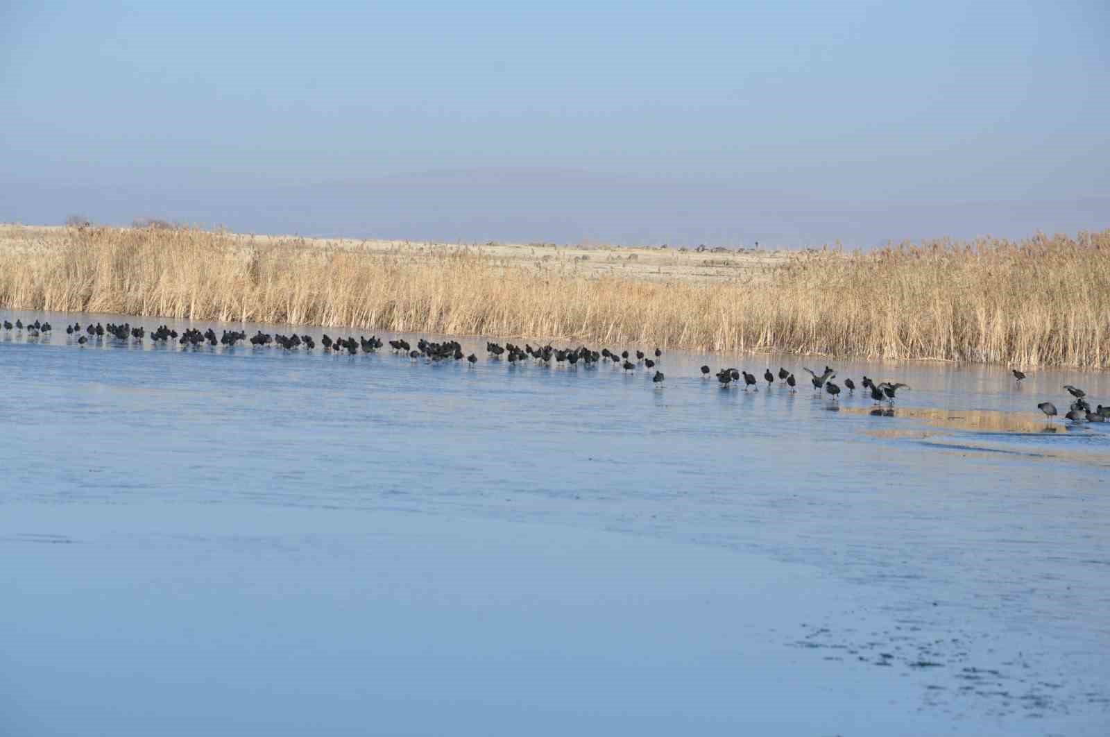 cildir golu kismen dondu atli kizaklar icin geri sayim basladi 5 2GXBt12G