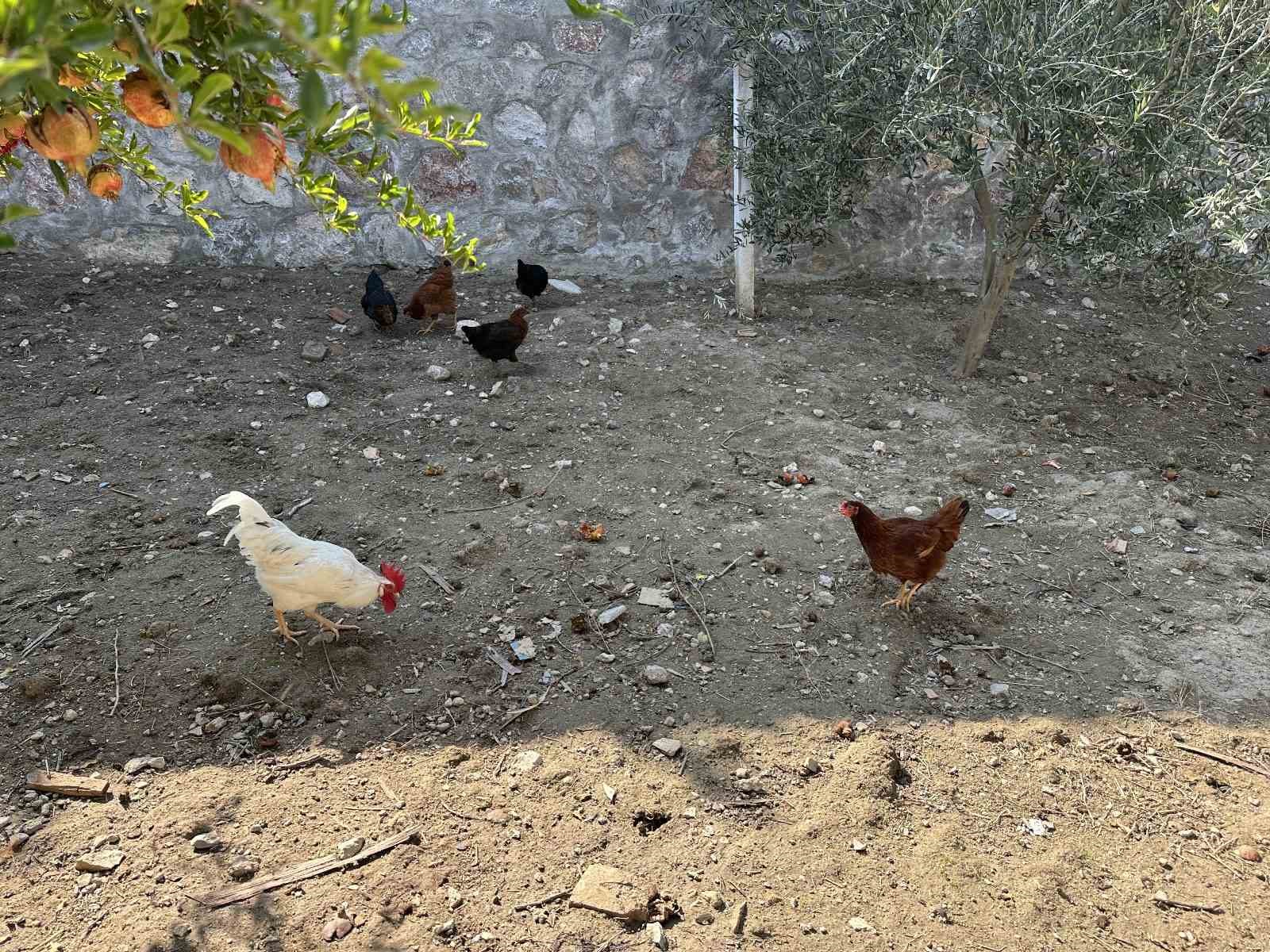 cimere yapilan inek ve tavuklar serbest dolasiyor salgin hastalik riski var sikayeti bolge sakinlerini 8YR9Ym7a