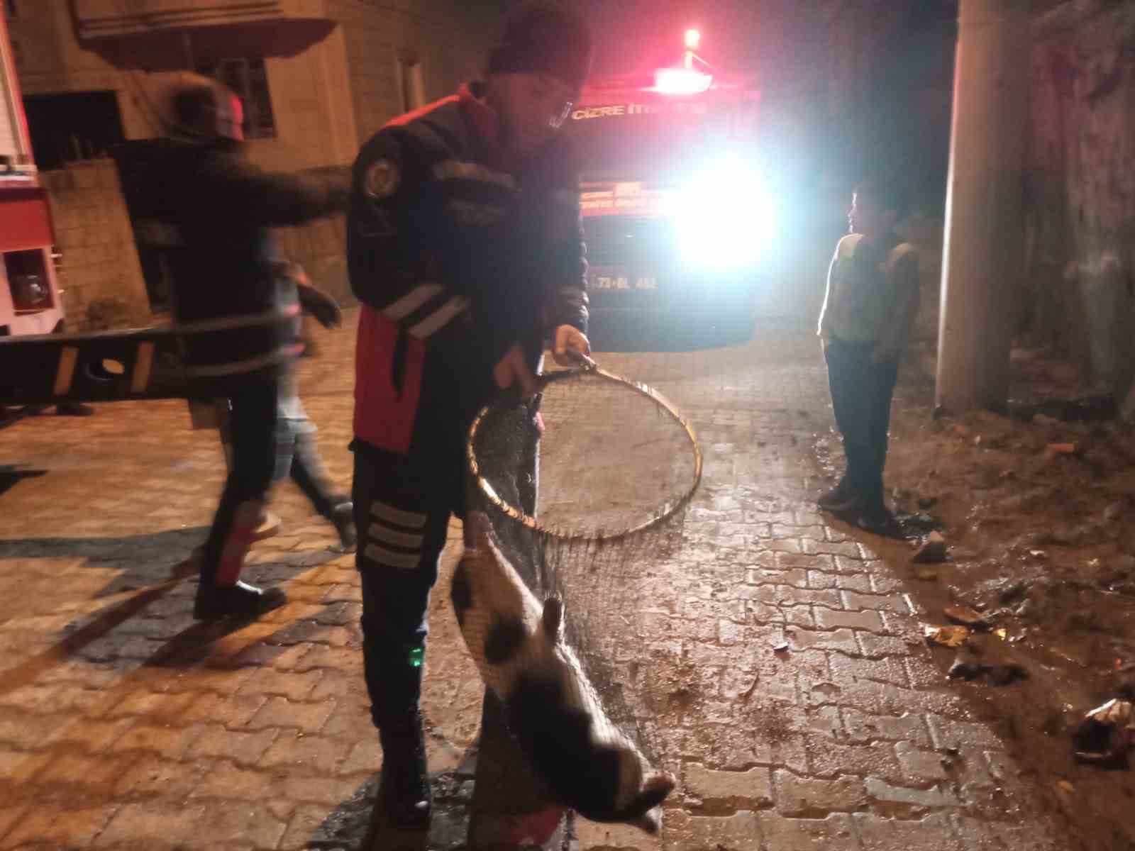 cizrede ayagi demir korkuluklara sikisan kedi icin itfaiye seferber oldu 0 5Eby1WdR