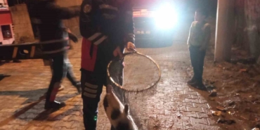 cizrede-ayagi-demir-korkuluklara-sikisan-kedi-icin-itfaiye-seferber-oldu-cF2EN4d4.jpg