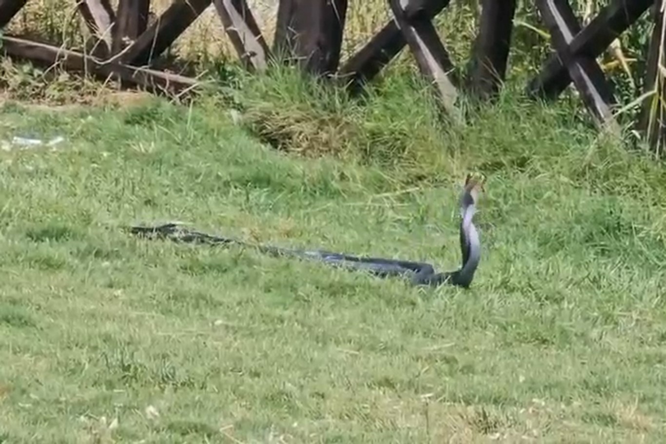cizrede yilanlarin dansi kameraya yansidi 2 k1lhav7h