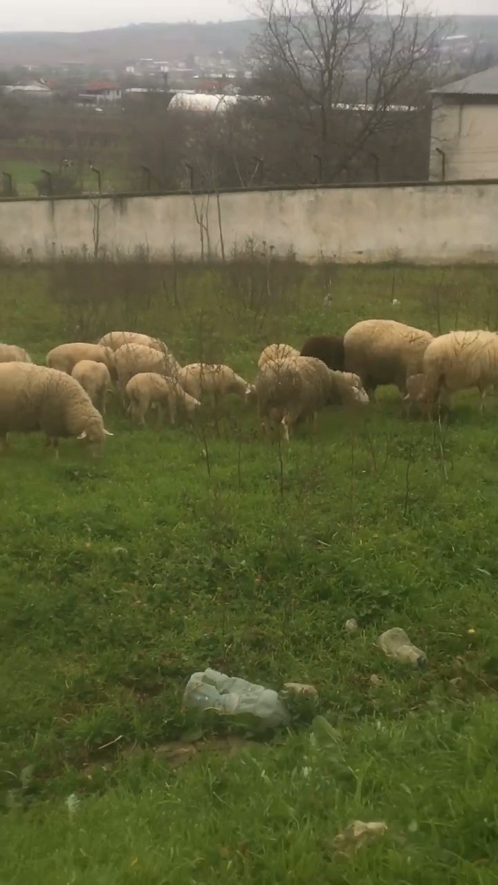 coban sesiyle herkesi mest etti 3 gwlRm4pm