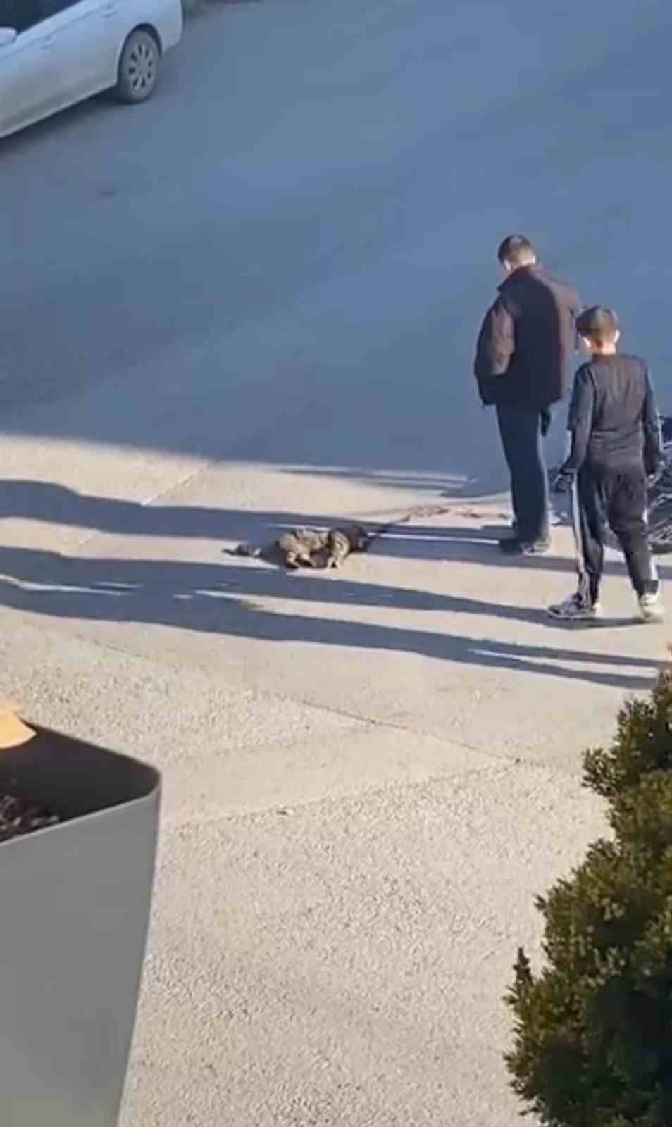 cocuklar yarali kedinin uzerini ortup basinda nobet tuttu 1 mhLjkC6r
