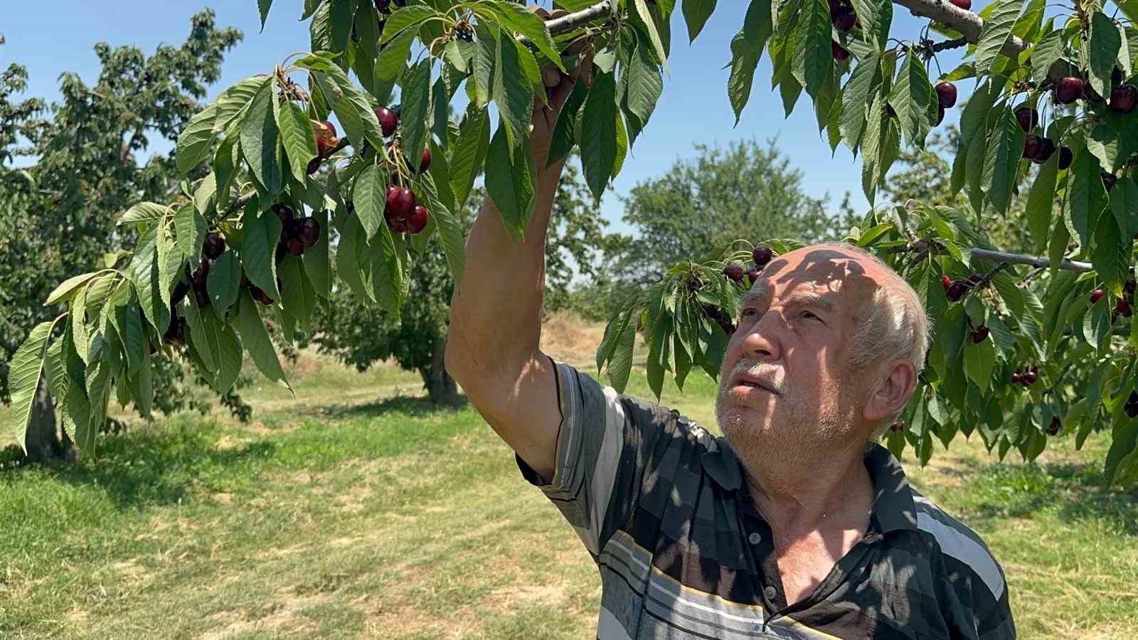 cografi isaretli aksehir ve sultandagi kirazlarinda tarihi rekor kirildi 0 rCPmX6Ey