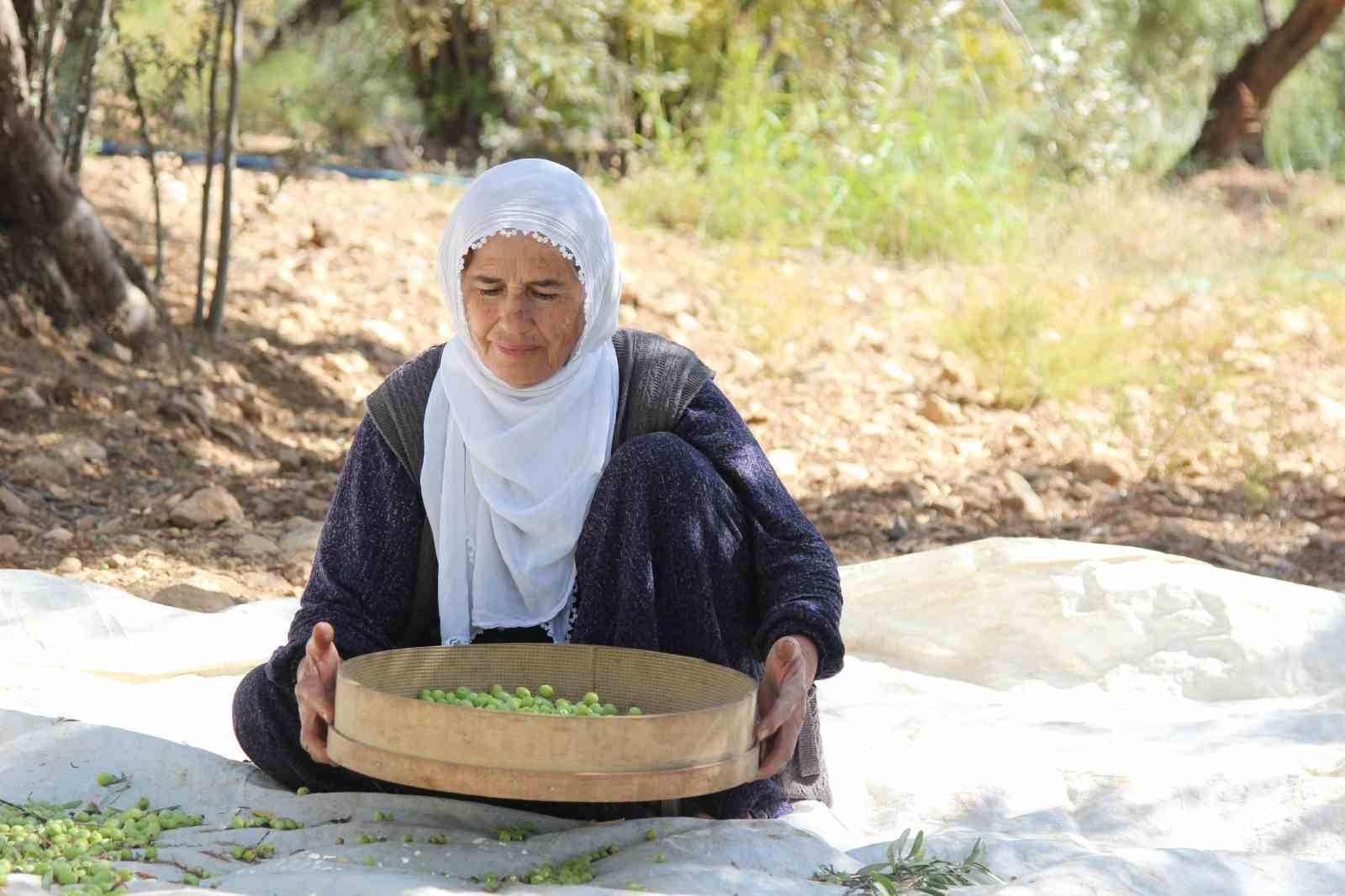 cografi isaretli derik zeytininde hasat basladi 10 AglN9EIg