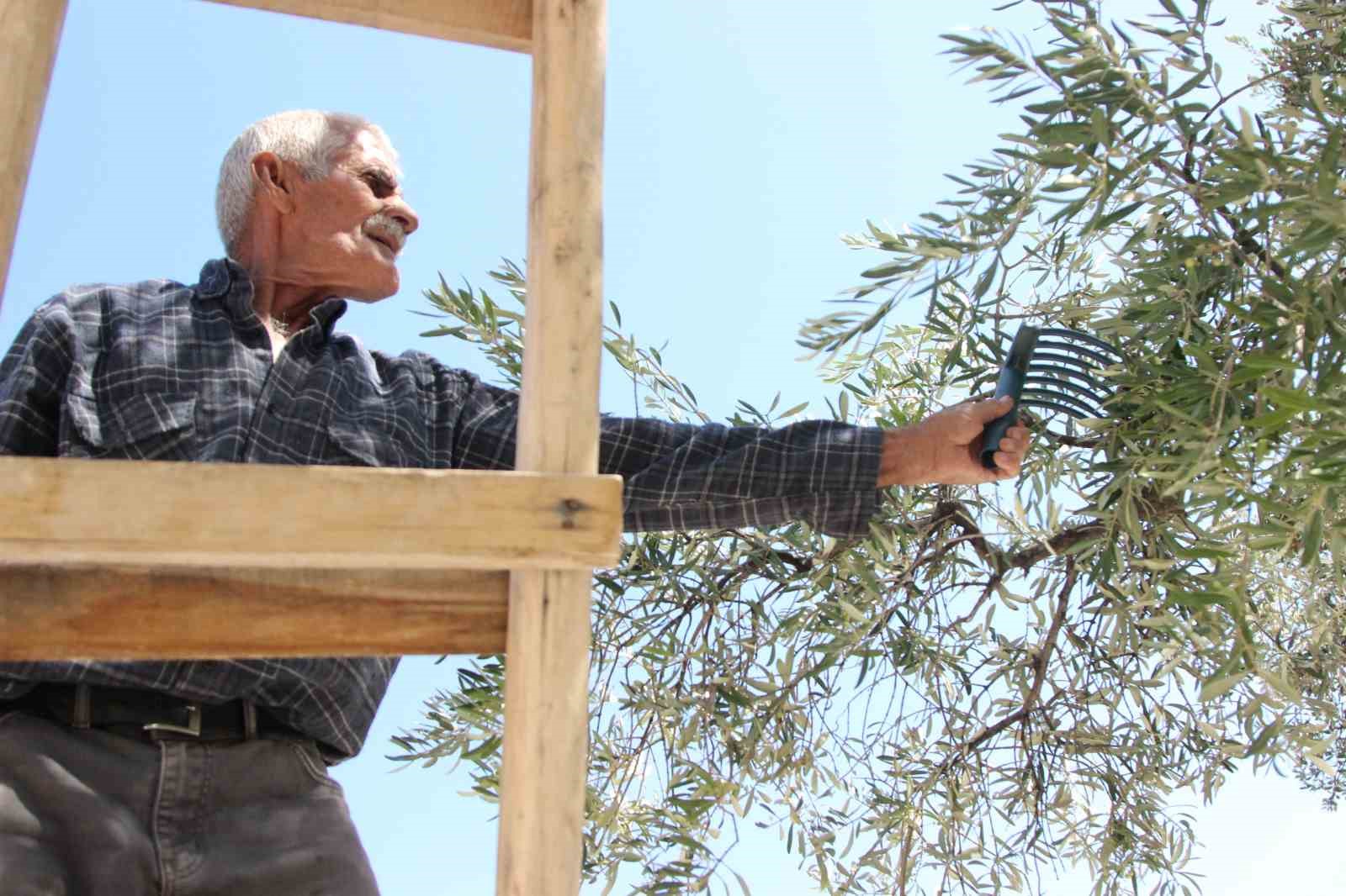 cografi isaretli derik zeytininde hasat basladi 7 kYuetbmq
