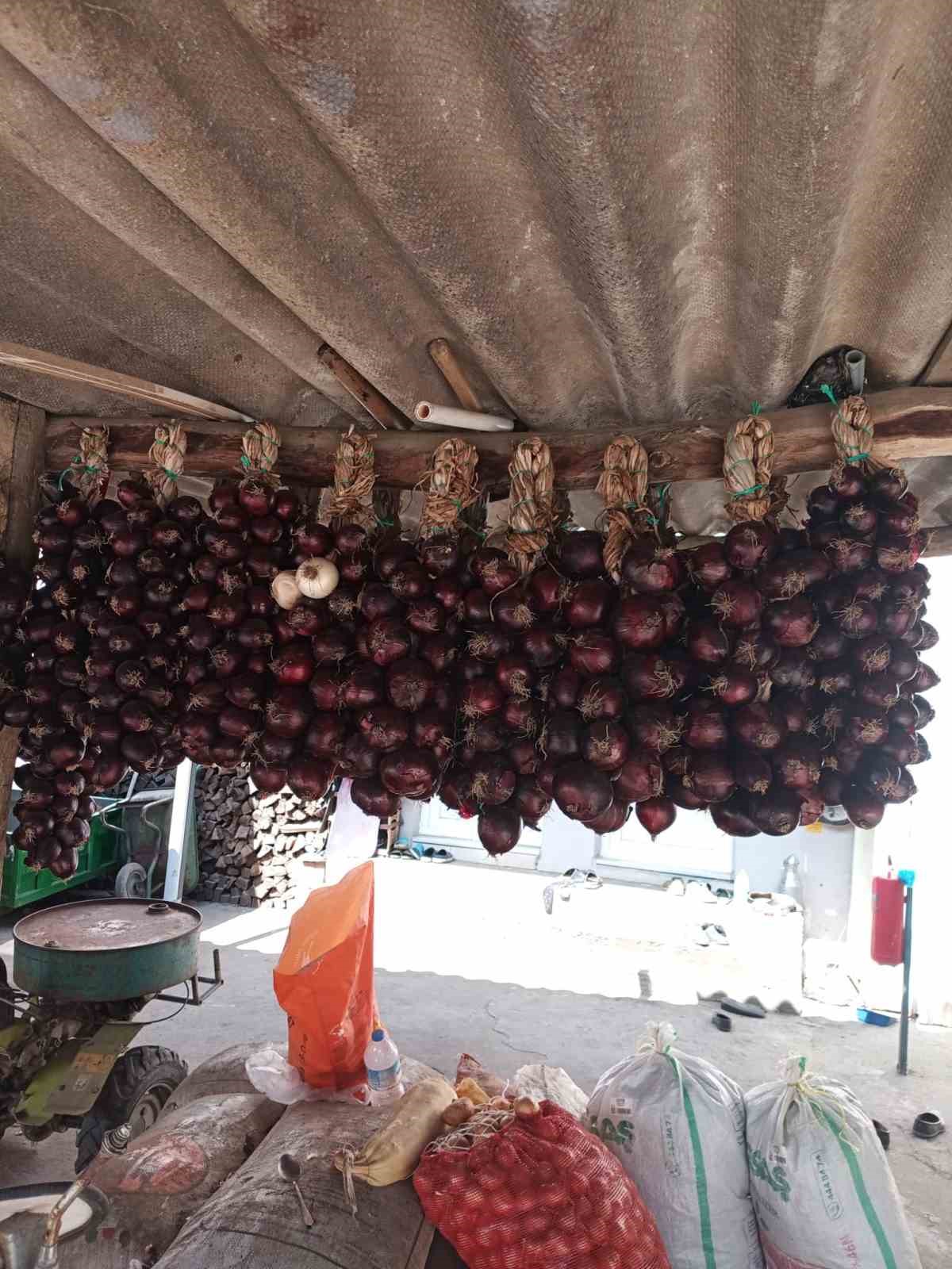 Coğrafi işaretli Kapıdağ mor soğanında hasat tamamlandı 6 cografi isaretli kapidag mor soganinda hasat tamamlandi 2 cmPmIiL5