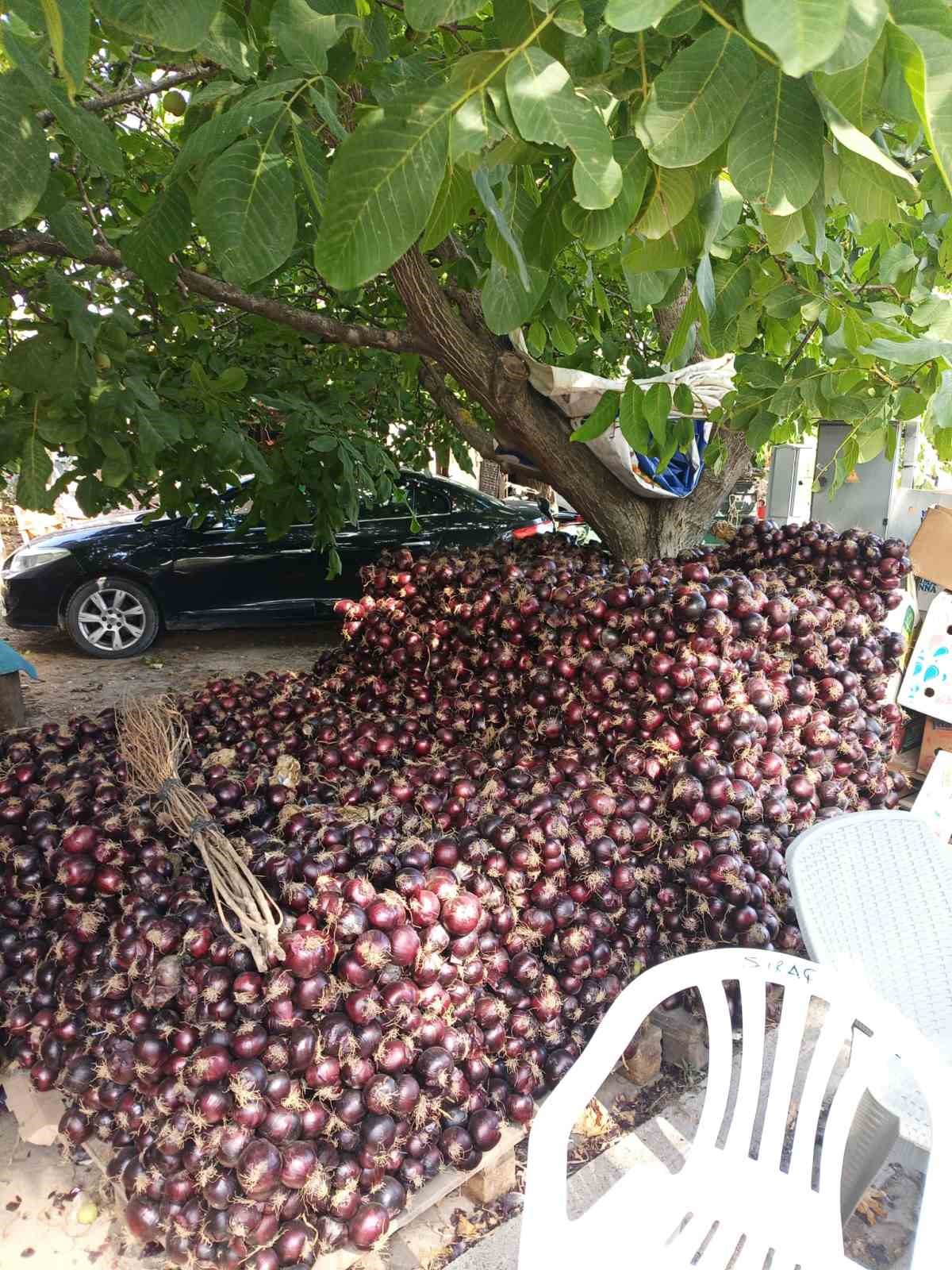 Coğrafi işaretli Kapıdağ mor soğanında hasat tamamlandı 7 cografi isaretli kapidag mor soganinda hasat tamamlandi 3 HJUAqXsk