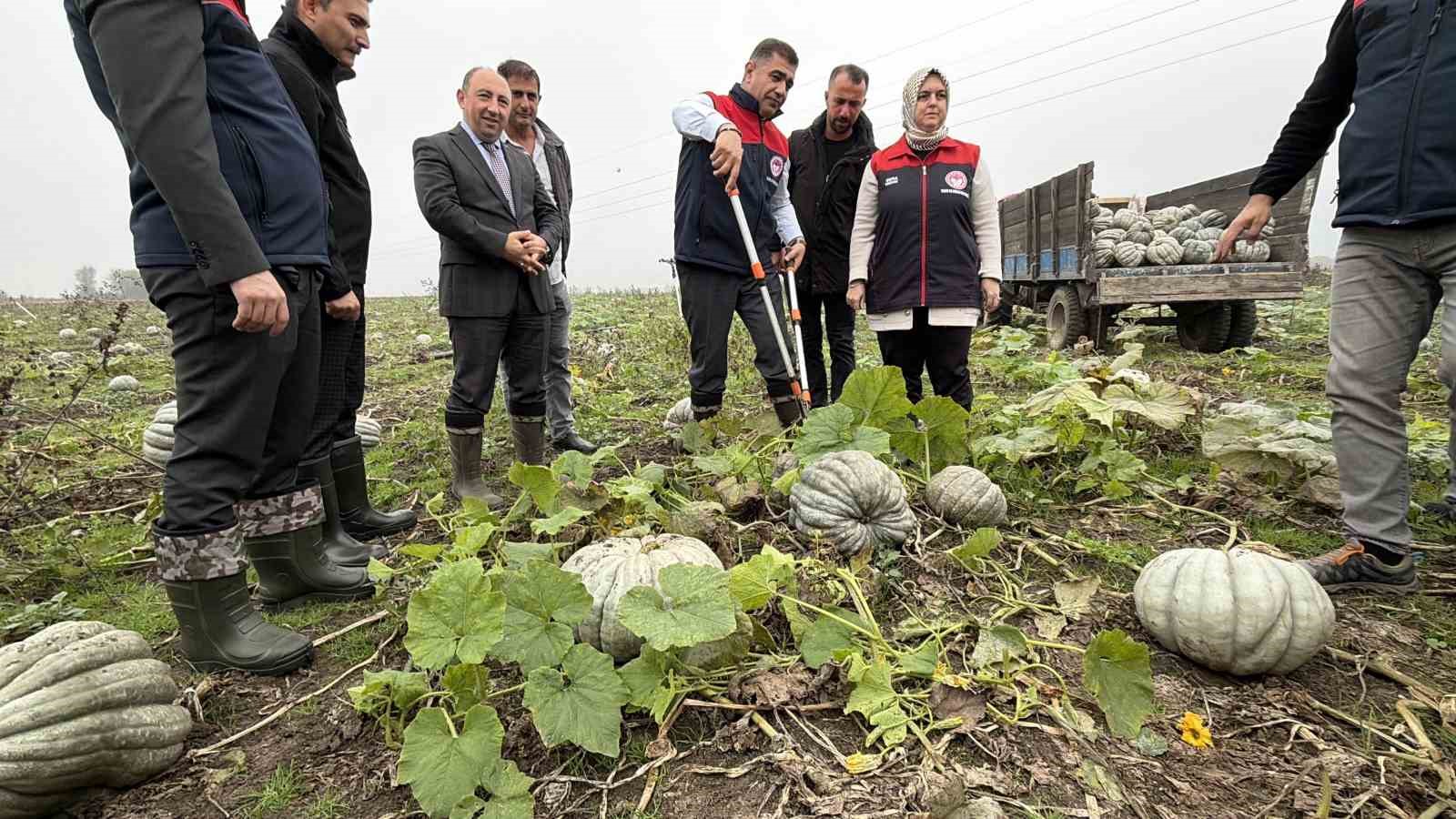 cografi isaretli kestane kabagi hasadi basladi 0 wZ7UfQpw