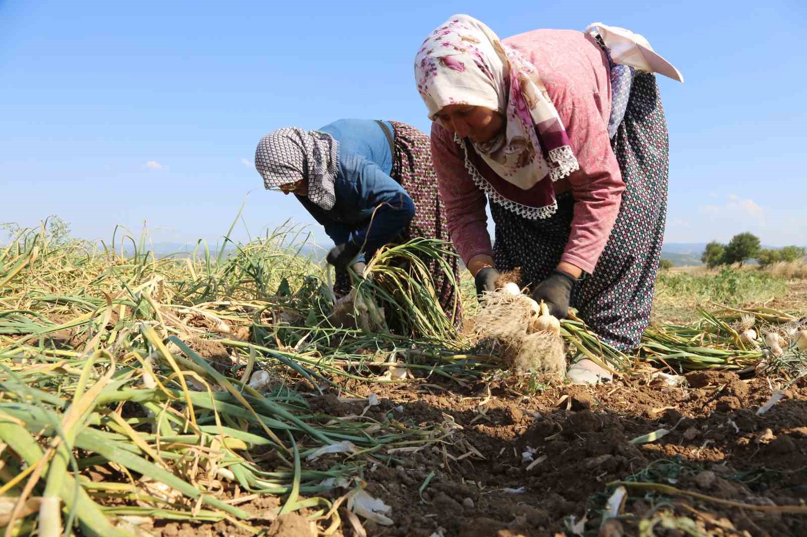 Coğrafi işaretli Taşköprü sarımsağının katma değer ve marka gücü bu projeyle artacak 6 cografi isaretli taskopru sarimsaginin katma deger ve marka gucu bu projeyle artacak 2 c8gA6Sir