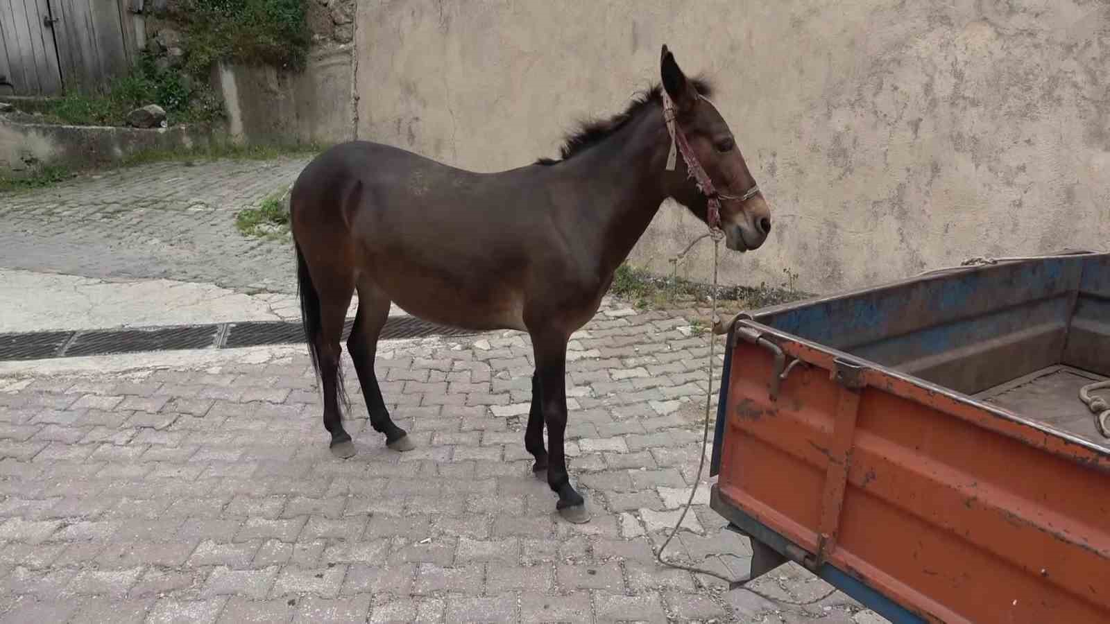 Çok sevdiği katırını peşinden hiç ayırmıyor 5 cok sevdigi katirini pesinden hic ayirmiyor 1 7XeqYVMF