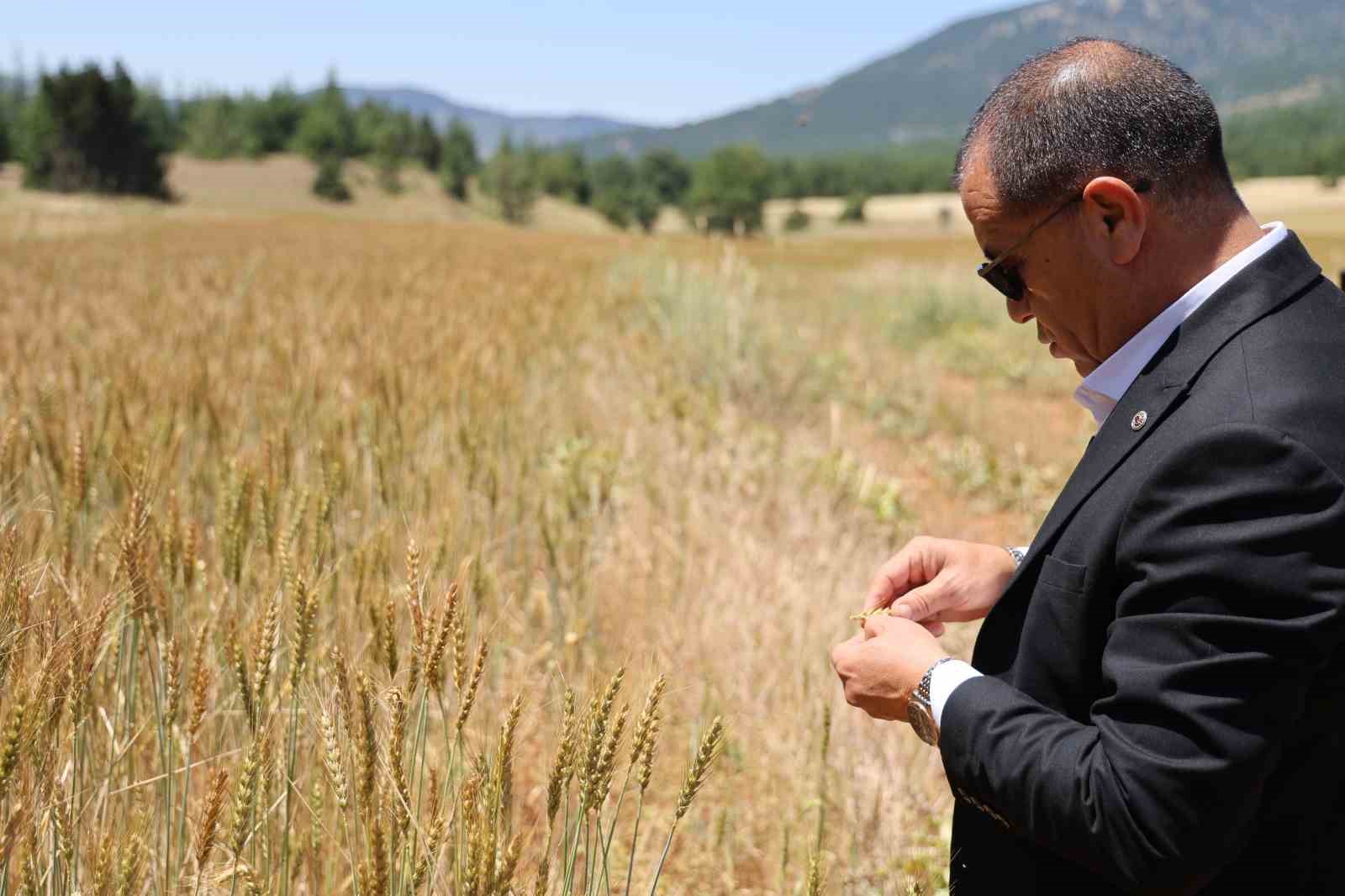 Çorak araziler belediye başkanının girişimiyle yeniden üretime kazandırıldı 6 corak araziler belediye baskaninin girisimiyle yeniden uretime kazandirildi 2 FeMRXg2T