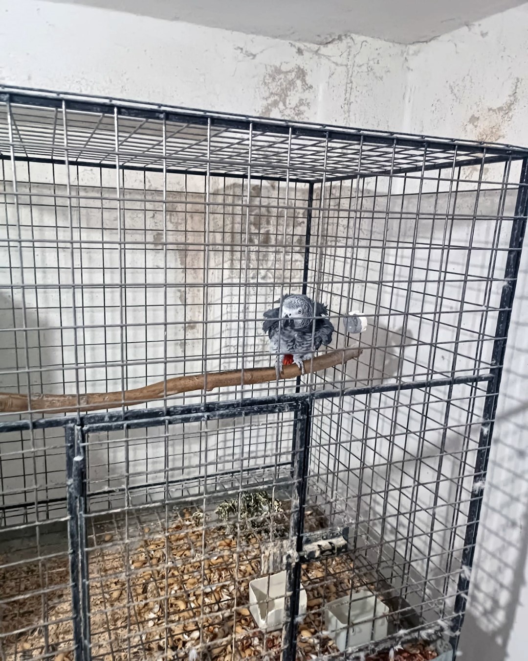 Çorlu’da Egzotik Kuş Operasyonu: Ceza yağdı 7 corluda egzotik kus operasyonu ceza yagdi 3 bYljOibn