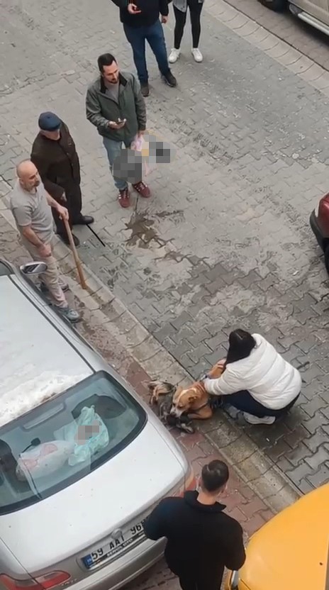 corluda pitbull dehsetinde yeni goruntuler kopek sahibi mudahaleye engel oldu gerilim buyudu 2 N8FDUzOT