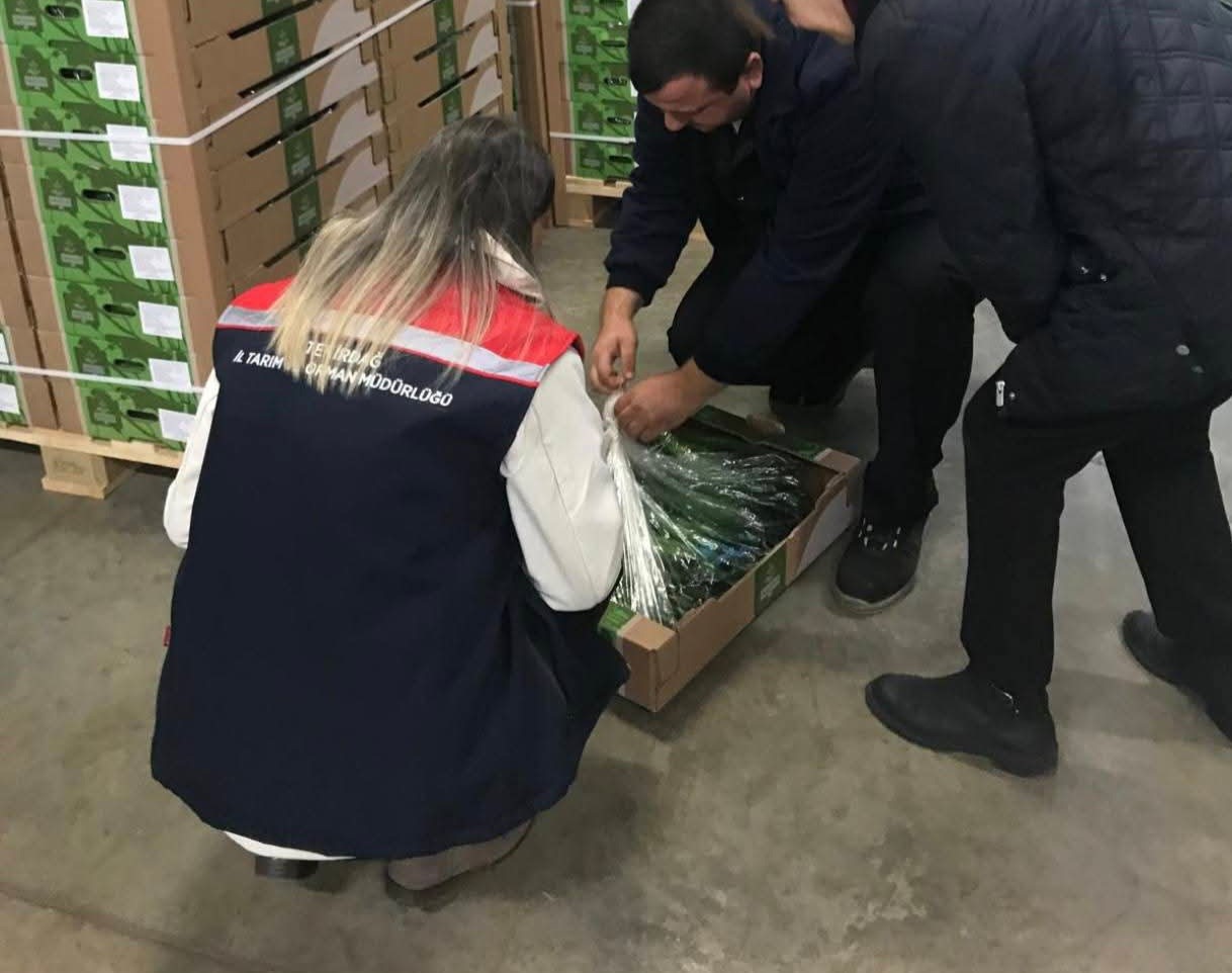 corludan hollandaya salatalik ihracati 1 sQiImSg9