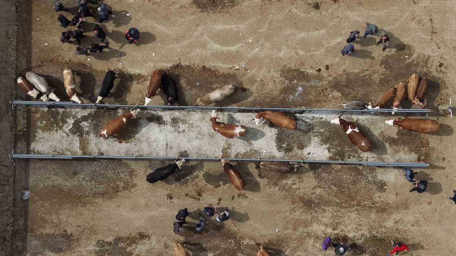 corumda hayvan pazarinda kurban bayrami haraketliligi basladi 1