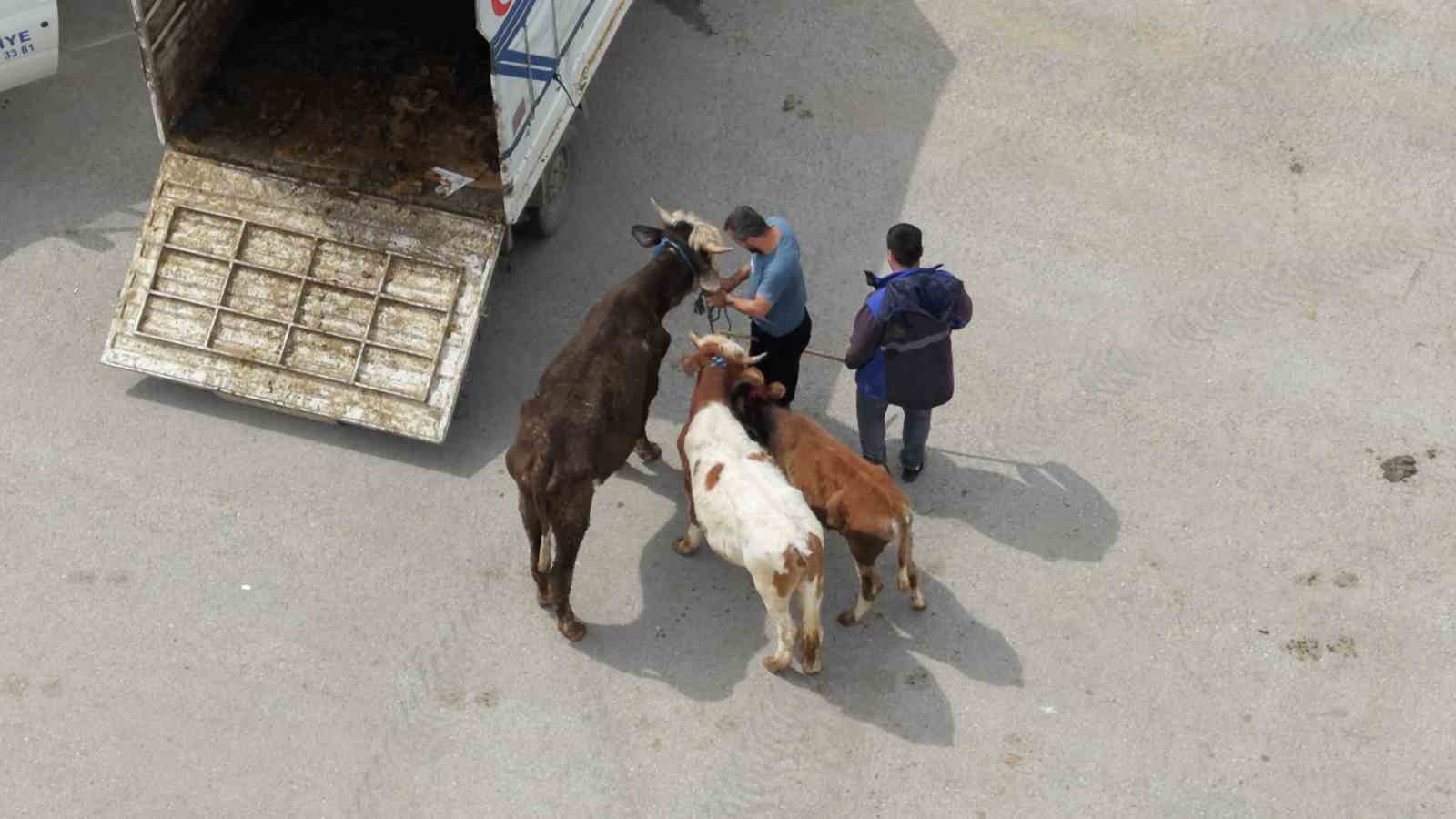 corumda hayvan pazarinda kurban bayrami haraketliligi basladi 3 7PQBDqSB