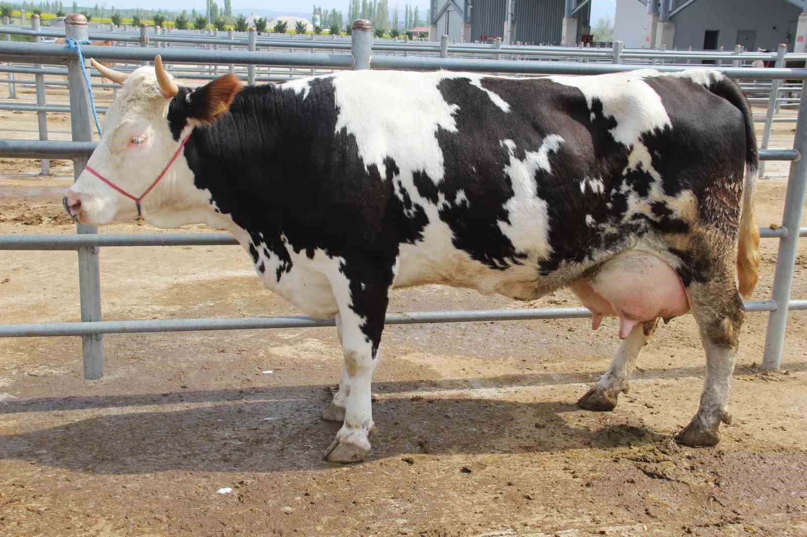 corumda hayvan pazarinda kurban bayrami haraketliligi basladi 6 cCG2deae
