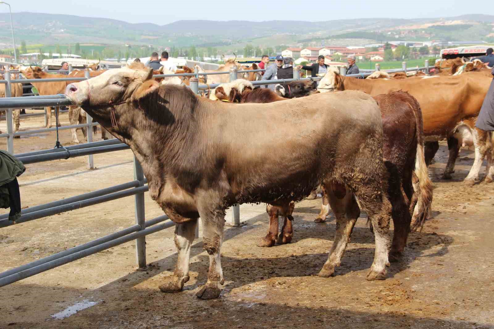 corumda hayvan pazarinda kurban bayrami haraketliligi basladi 8 niv91bOD