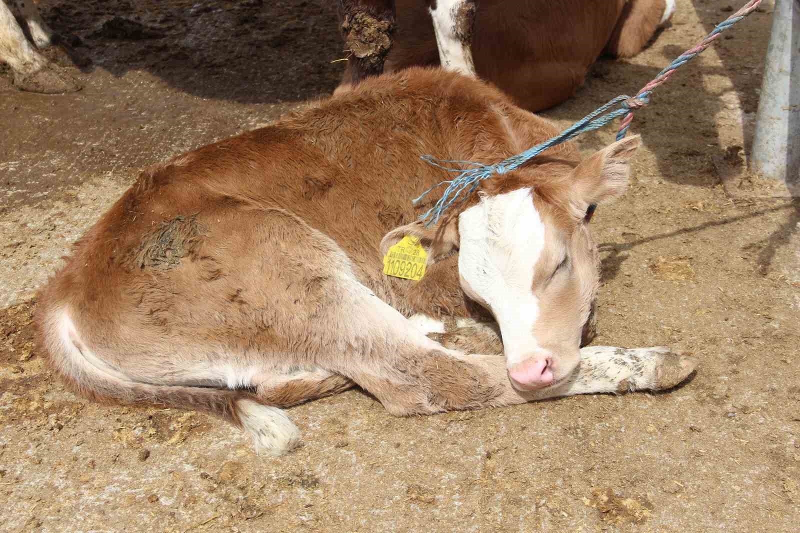 corumda hayvan pazarinda kurban bayrami haraketliligi basladi 9 esZ2IvIv