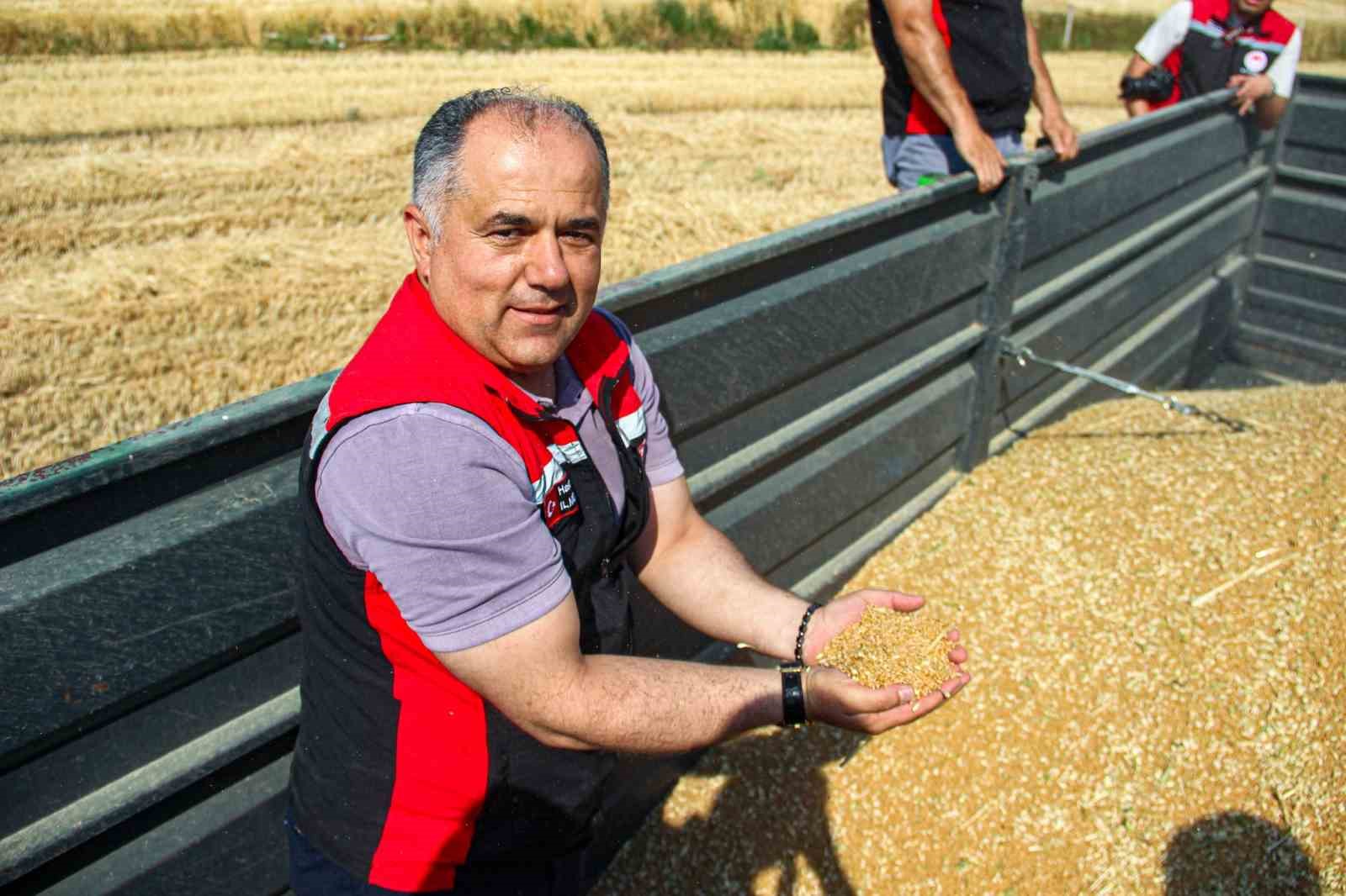 corumda yerli ve milli bugday kirvenin ilk hasadi yapildi 4 KF9O5BaO