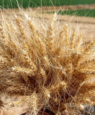 corumda-yerli-ve-milli-bugday-kirvenin-ilk-hasadi-yapildi-mBvnMQs8.jpg