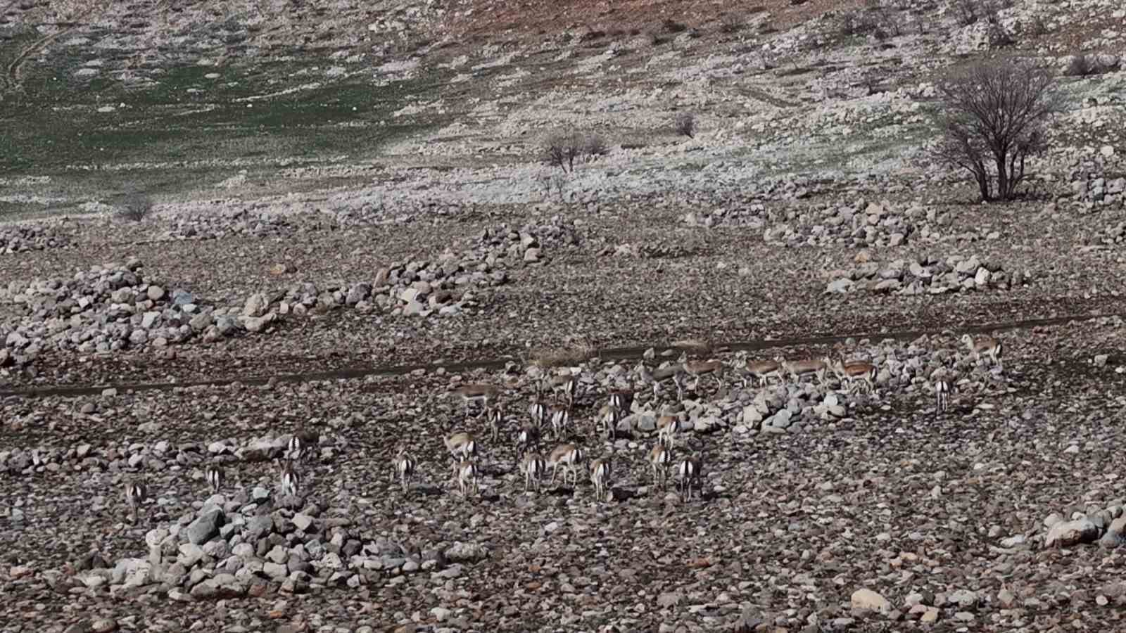 cudi daginda ceylan populasyonu 165e ulasti 4 EZRJumut