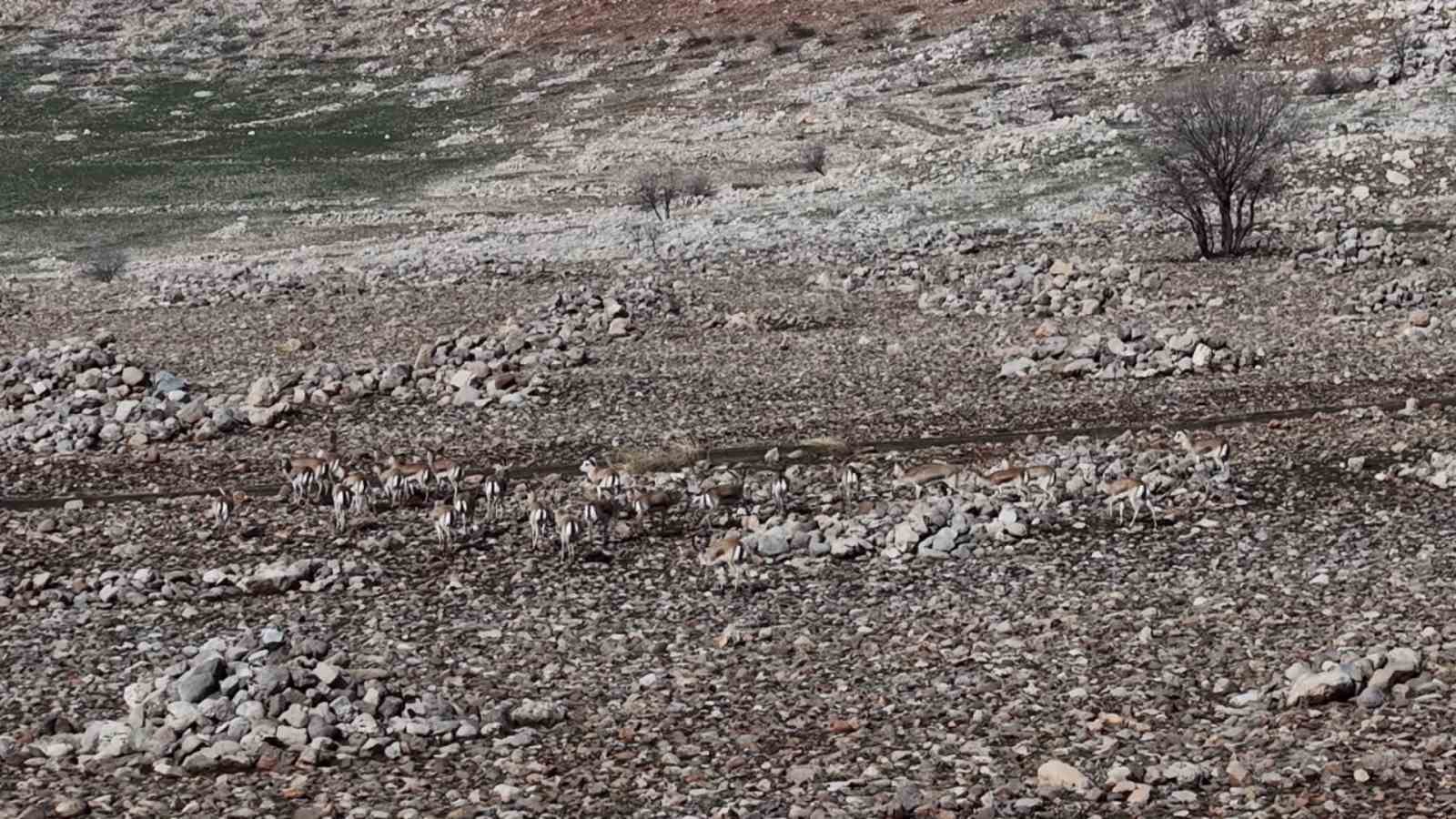 cudi daginda ceylan populasyonu 165e ulasti 5 1rDug4OI